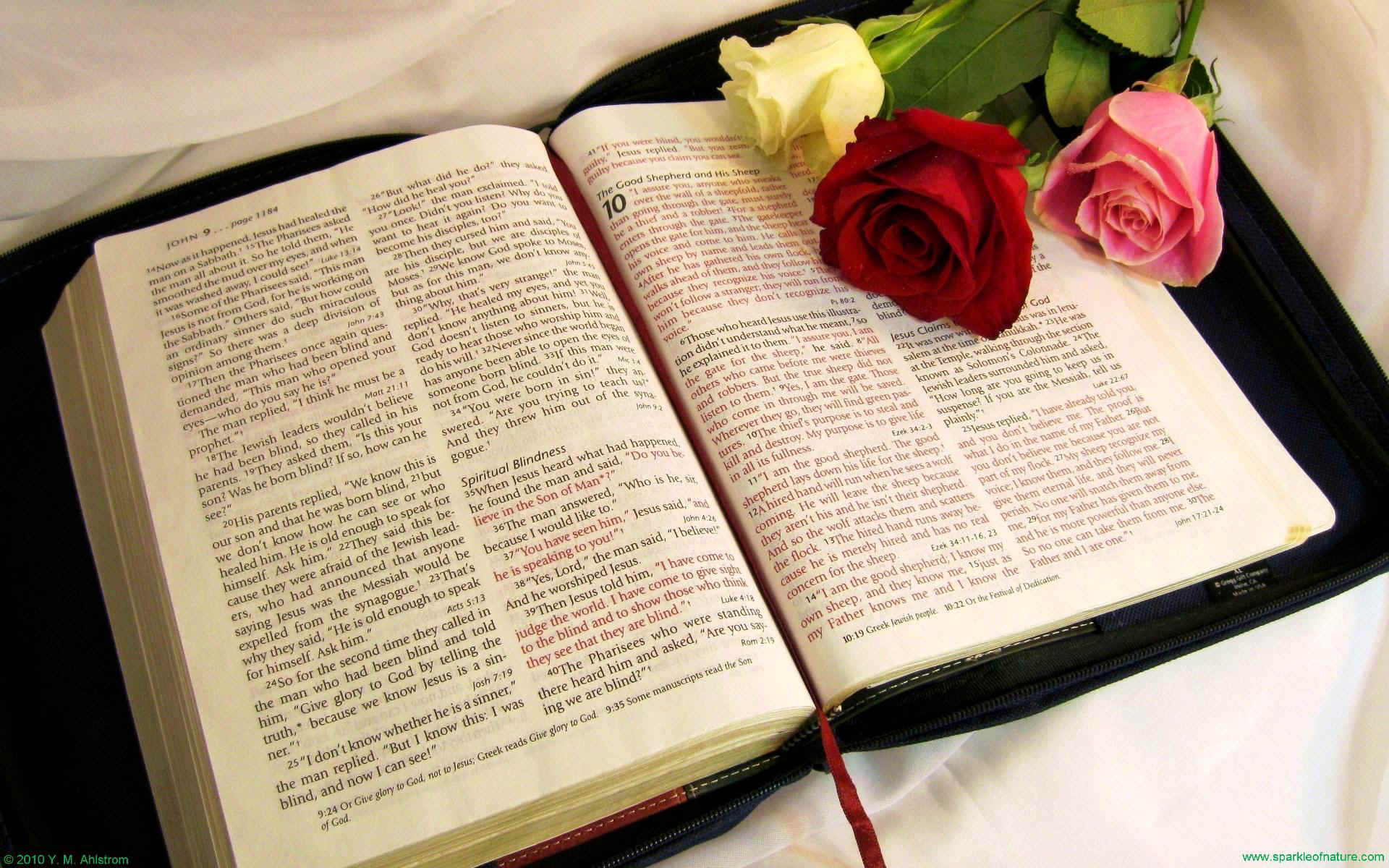 Roses on the Bible wallpaper