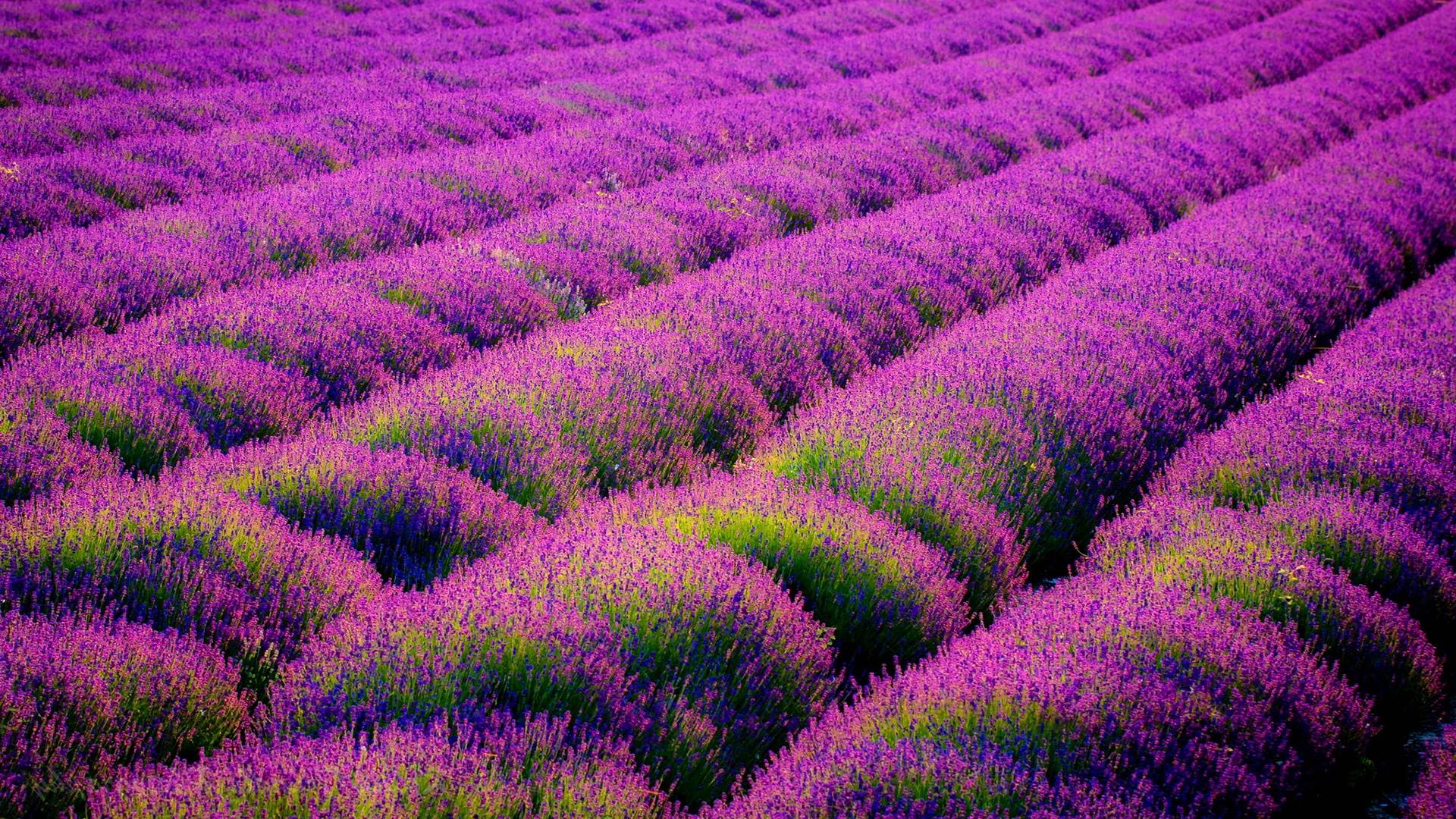 Wallpaper For > Lavender Field Wallpaper Background