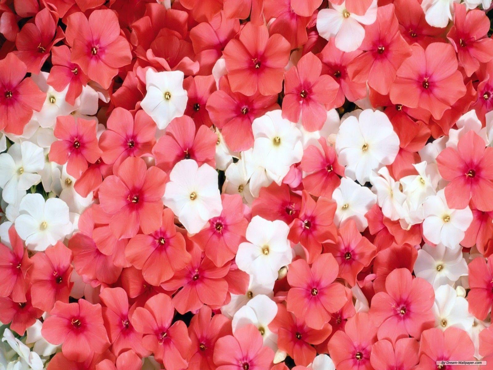 Beautiful Flower Wallpaper Image Wallpaper