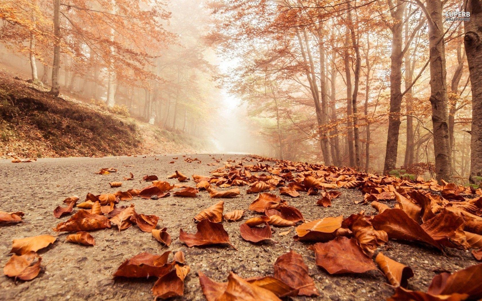 Rusty leaves on the forest road wallpaper wallpaper - #