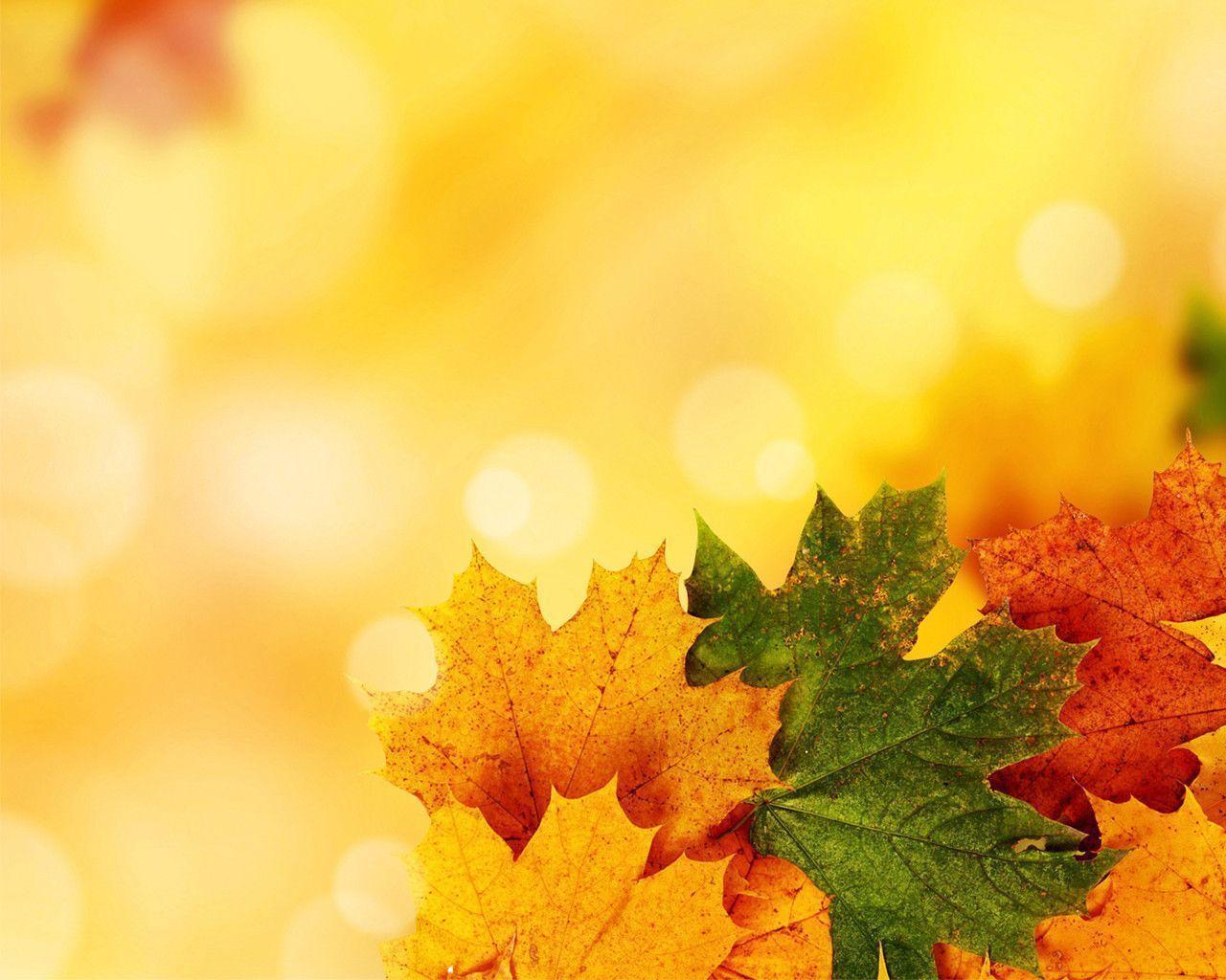 Free Yellow Autumn Background For PowerPoint PPT