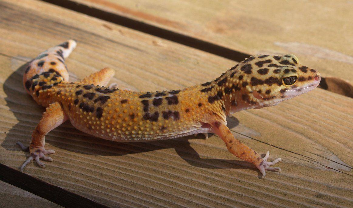 Juvenile Leopard Gecko 3 By Magenta Stock