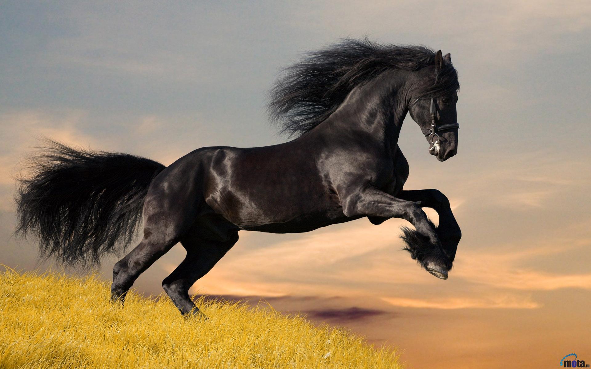 Friesian Horse Wallpapers - Wallpaper Cave