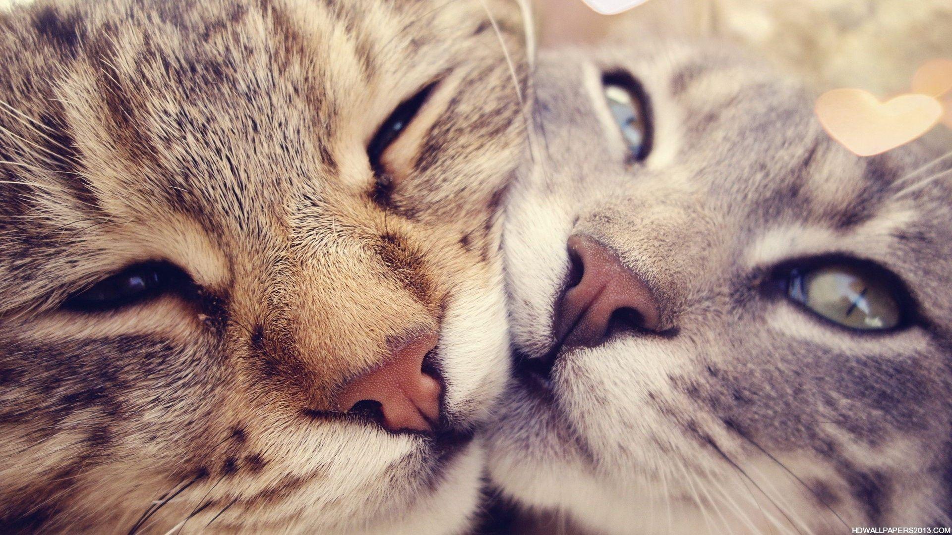 Cute Cats Gif Tumblr