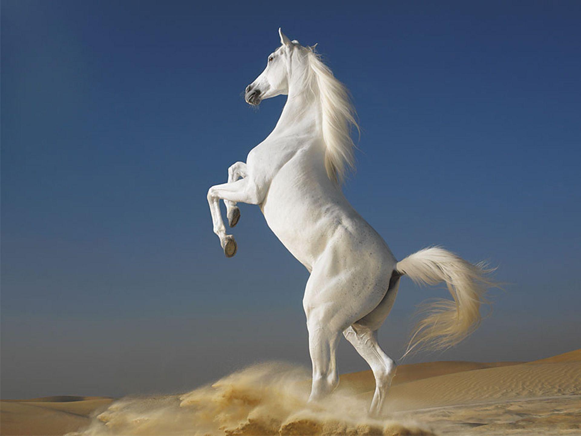 Desktop Wallpaper · Gallery · Windows 7 · White Horse