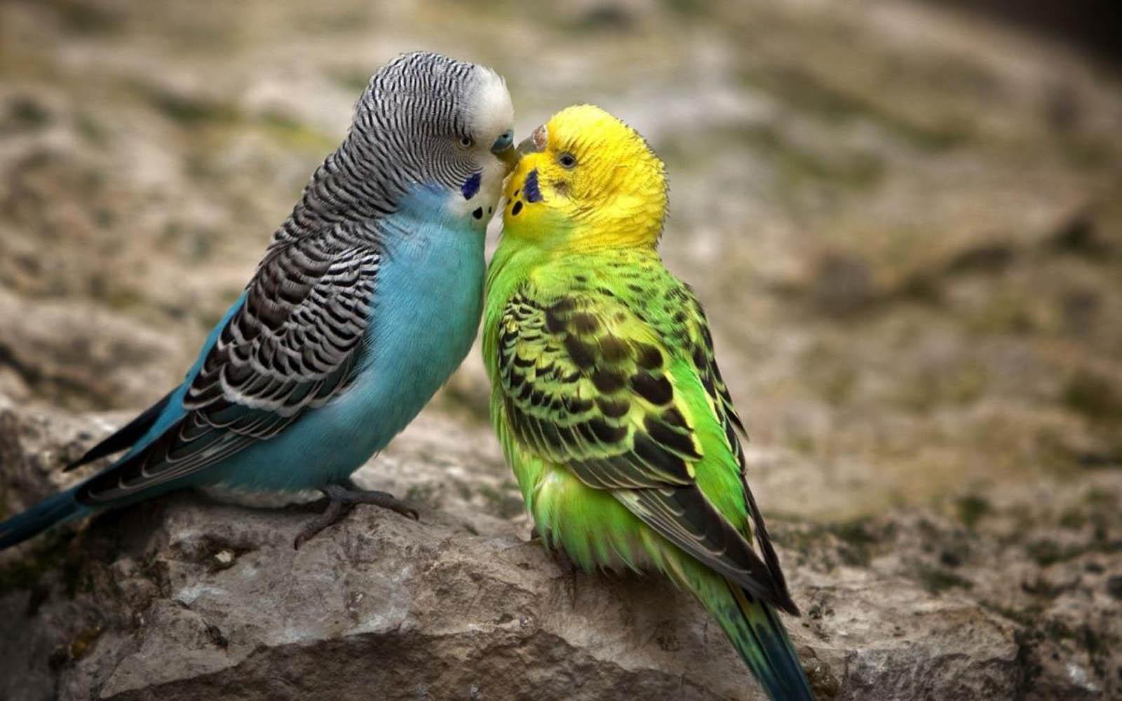 Cute Love Birds Wallpaper Free Desktop