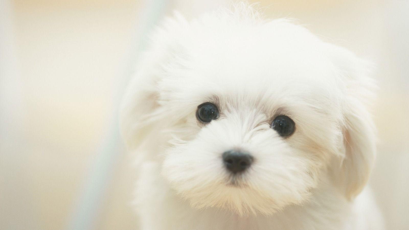 Wallpaper For > Wallpaper Of Cute Puppies In HD