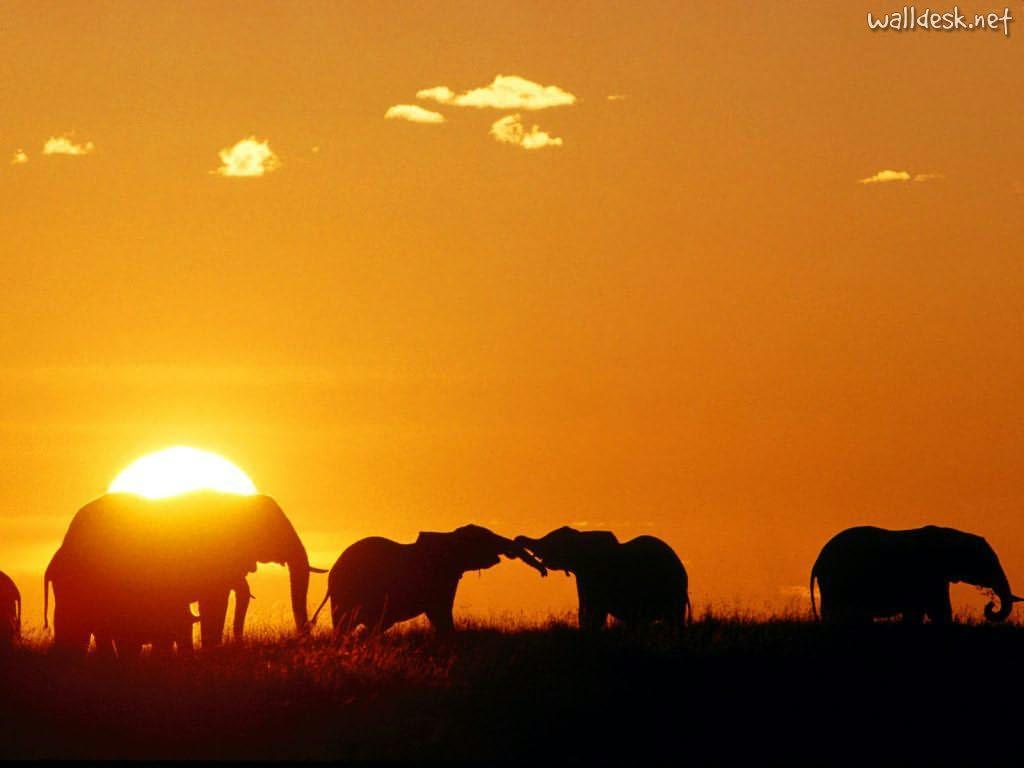 africa_african_elephants_