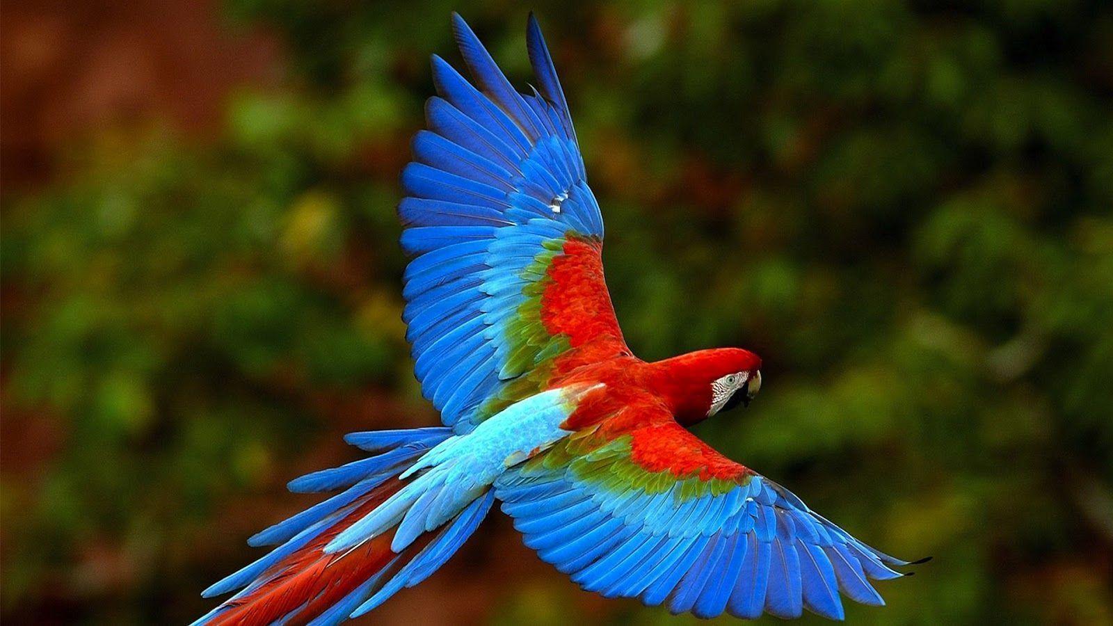 Best Picture of Macaw Parrot 2013