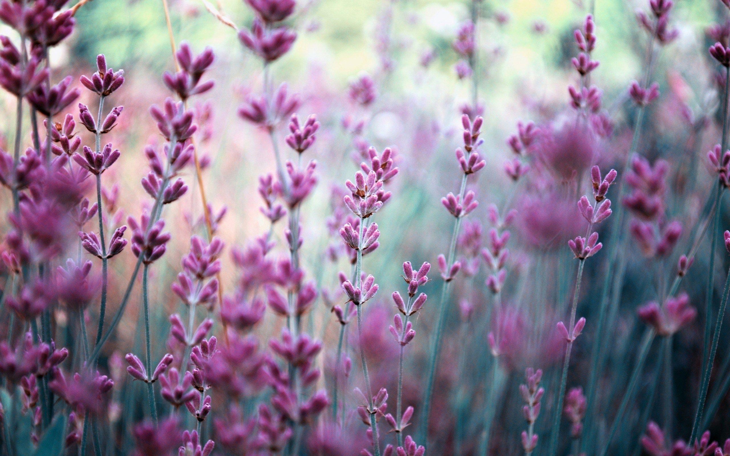 Lavender Wallpaper: Bokeh Light Flowers Lavender Purple Field HD