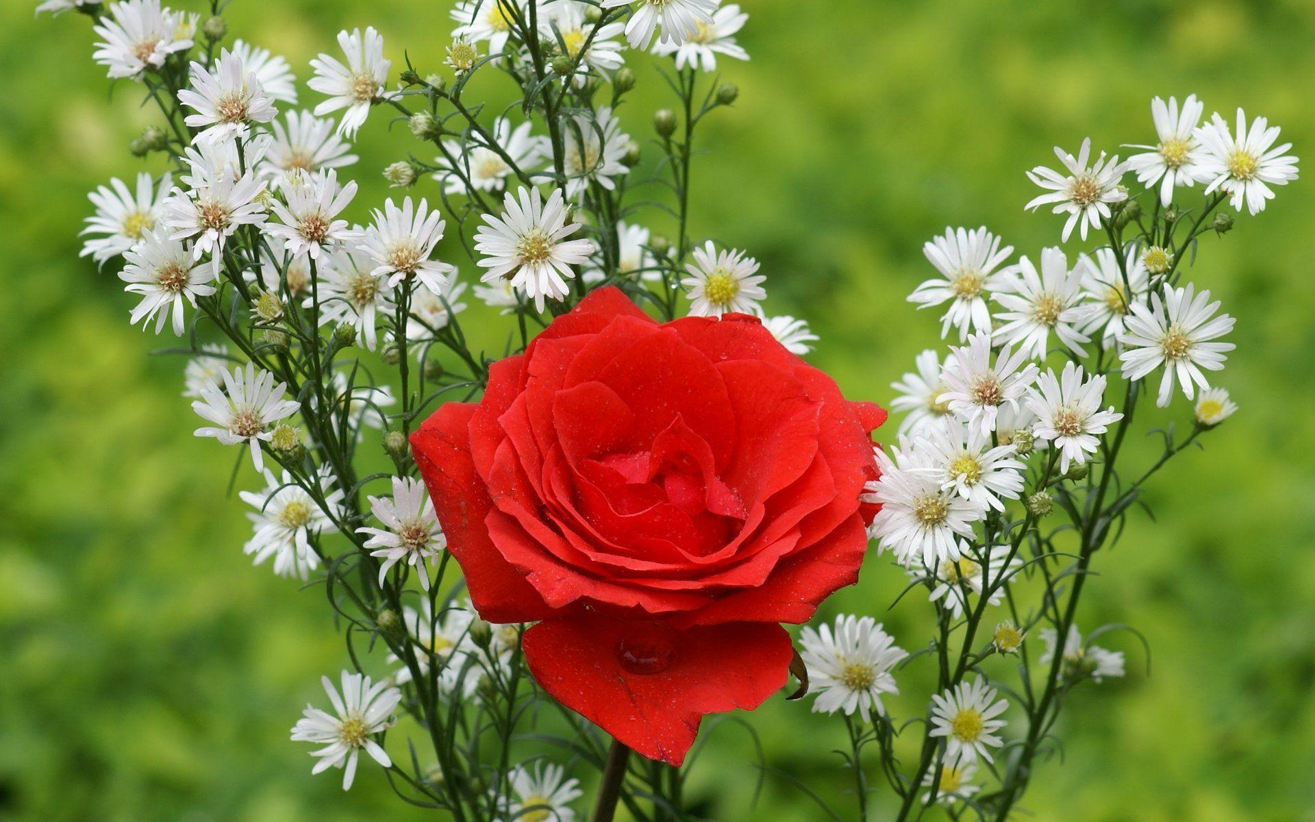 Beautiful Red Rose With Other Flowers Wallpaper photo