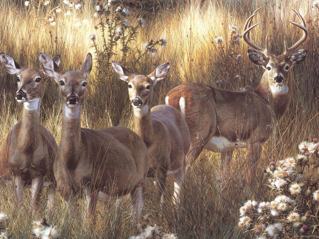 Free Whitetail Deer High Definition Wallpaper