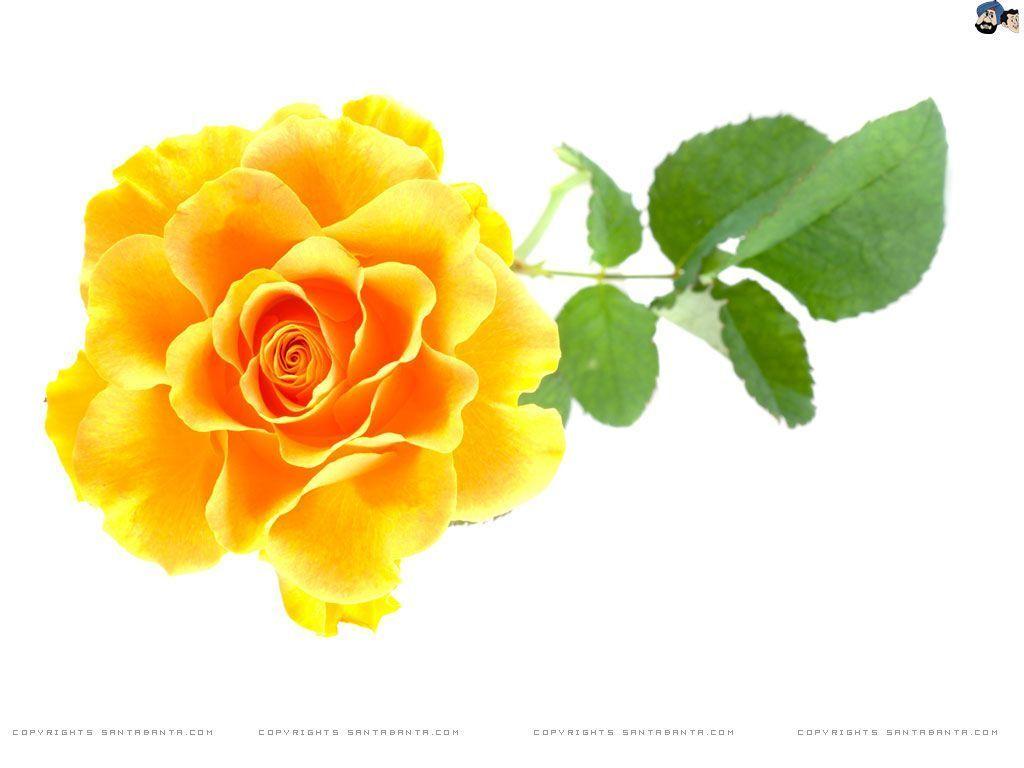 image For > Yellow Rose HD Wallpaper