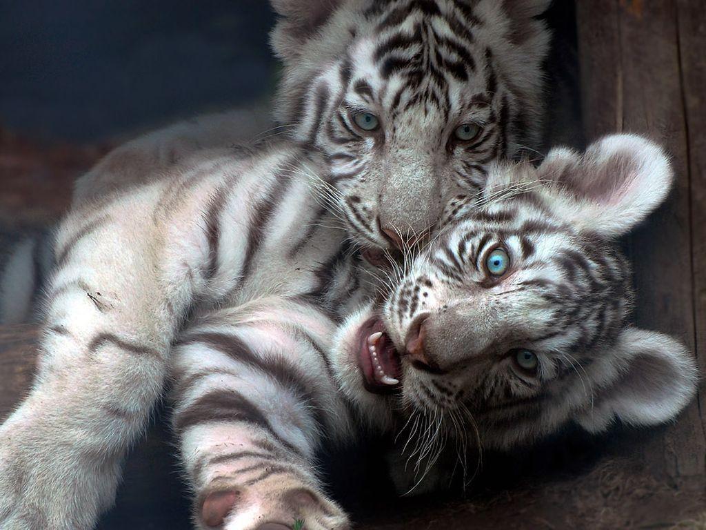 cute baby tiger wallpaper Search Engine