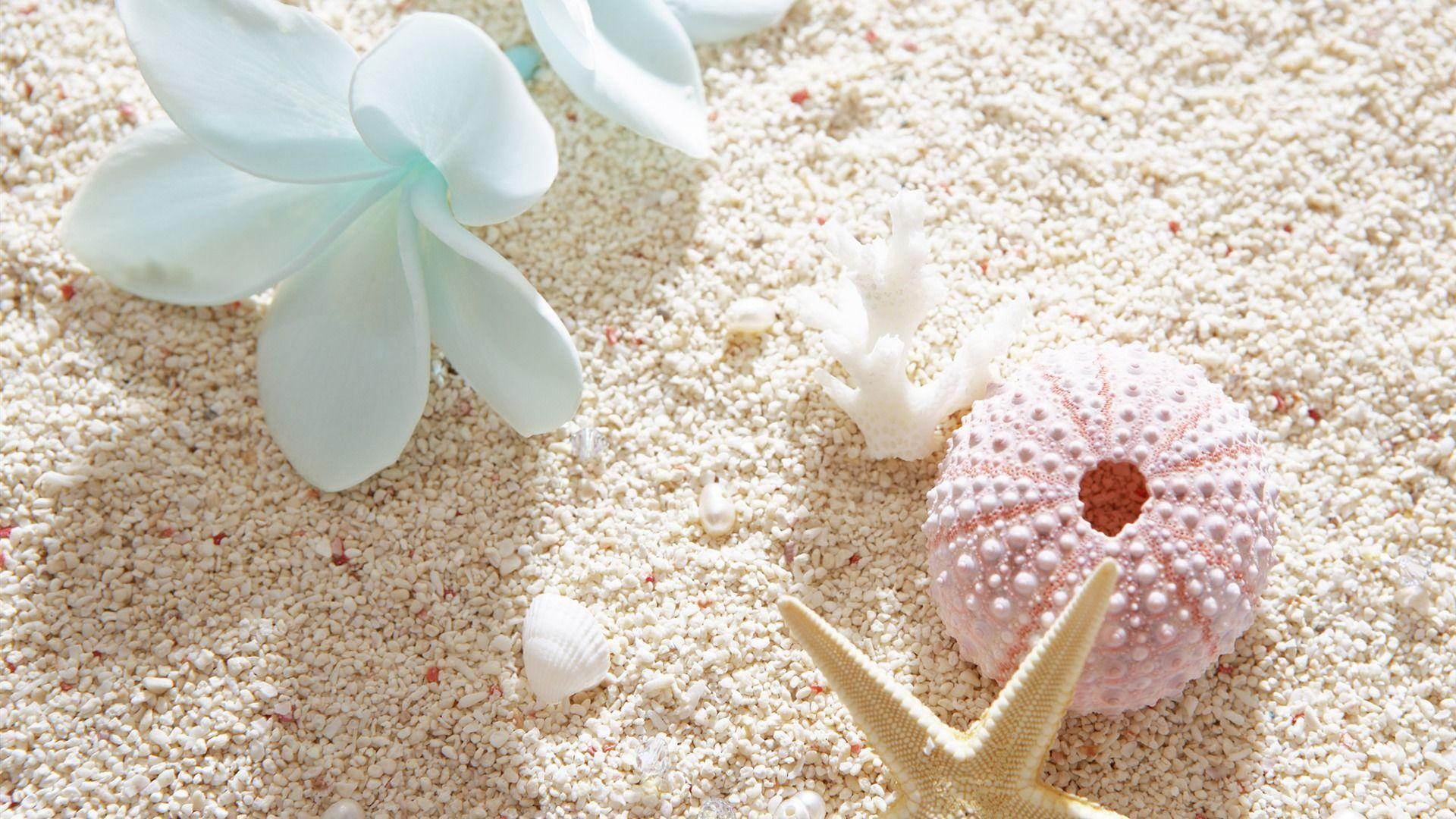 White Plumeria Seashell HD Desktop Background. TanukinoSippo