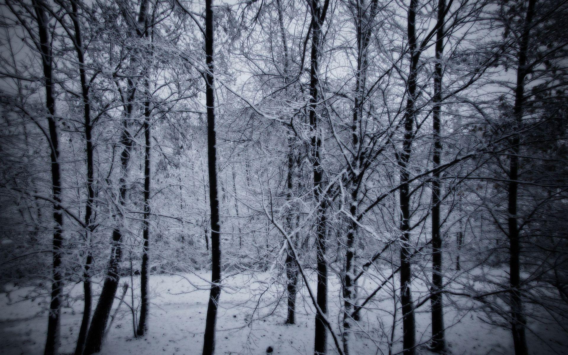 Snowy forest   Зима   обои на рабочий стол
