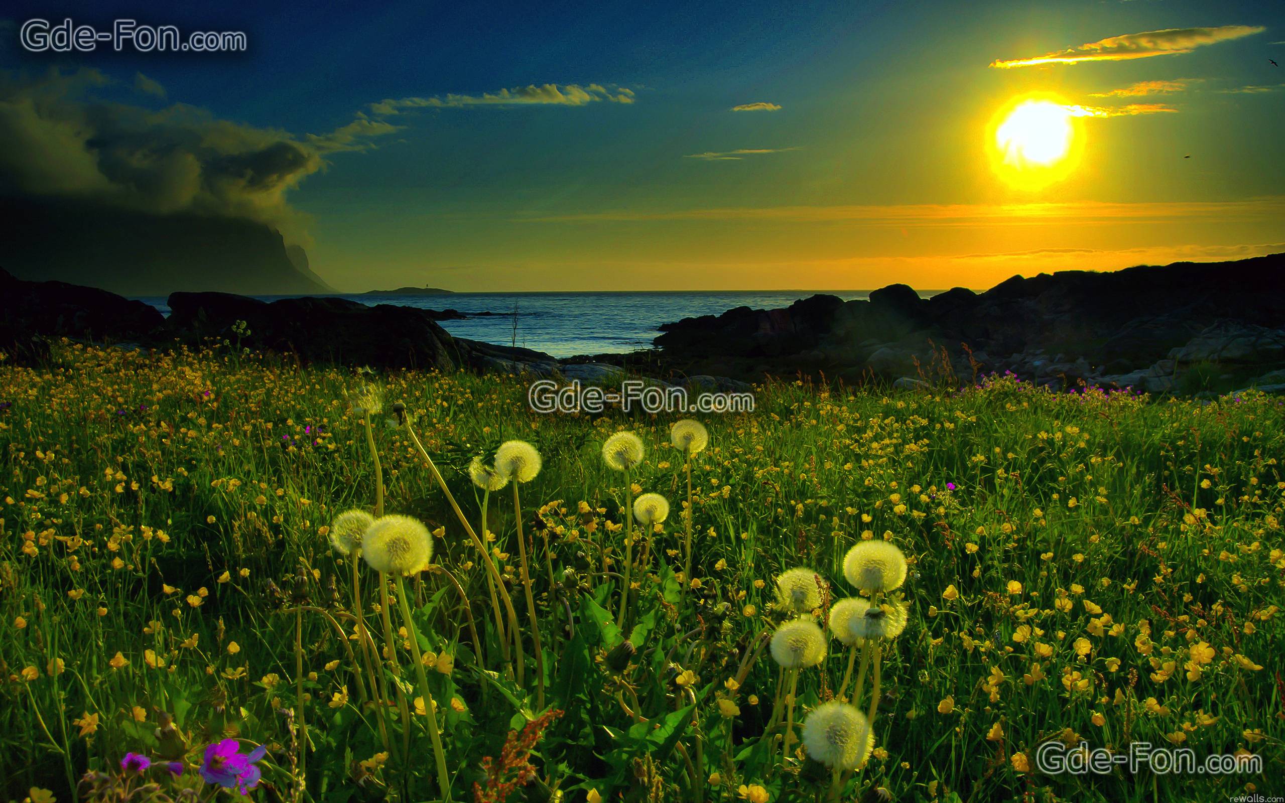 Download wallpaper dandelions, meadow, spring, grass free desktop