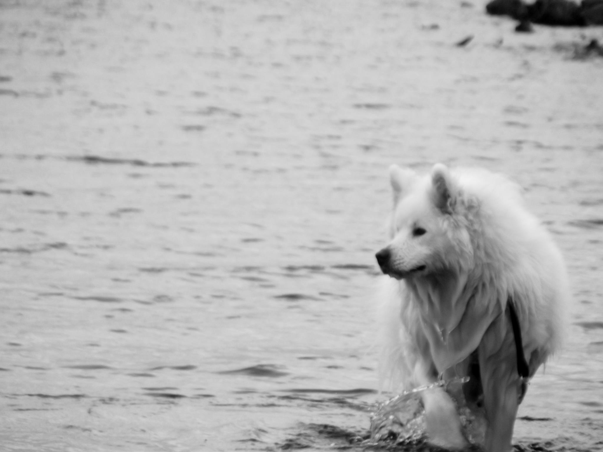 Black and White Samoyed Wallpaper. All Puppies Picture