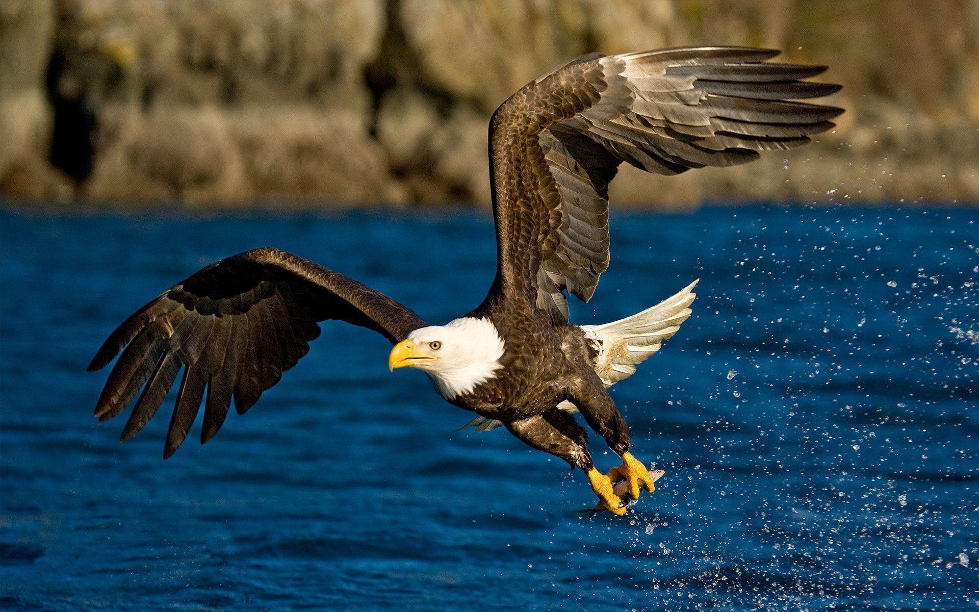 Animals For > Flying Eagle Wallpaper Desktop