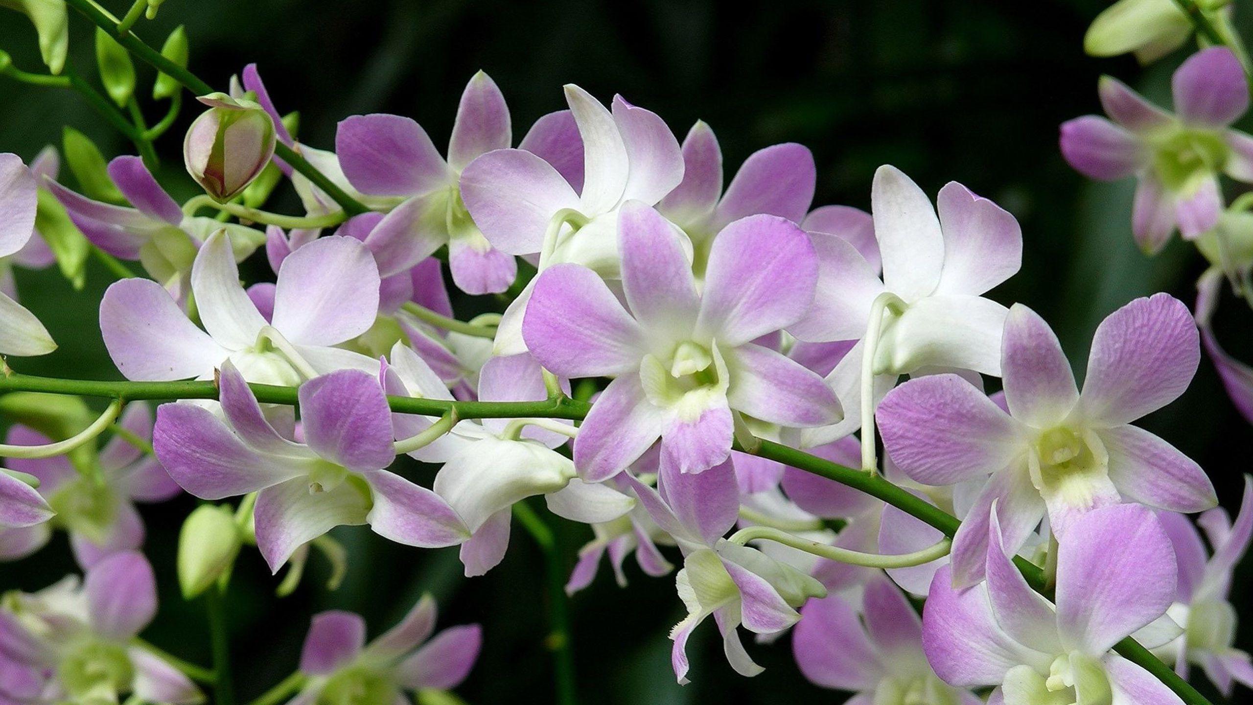 Orchid Flower HD Wallpaper