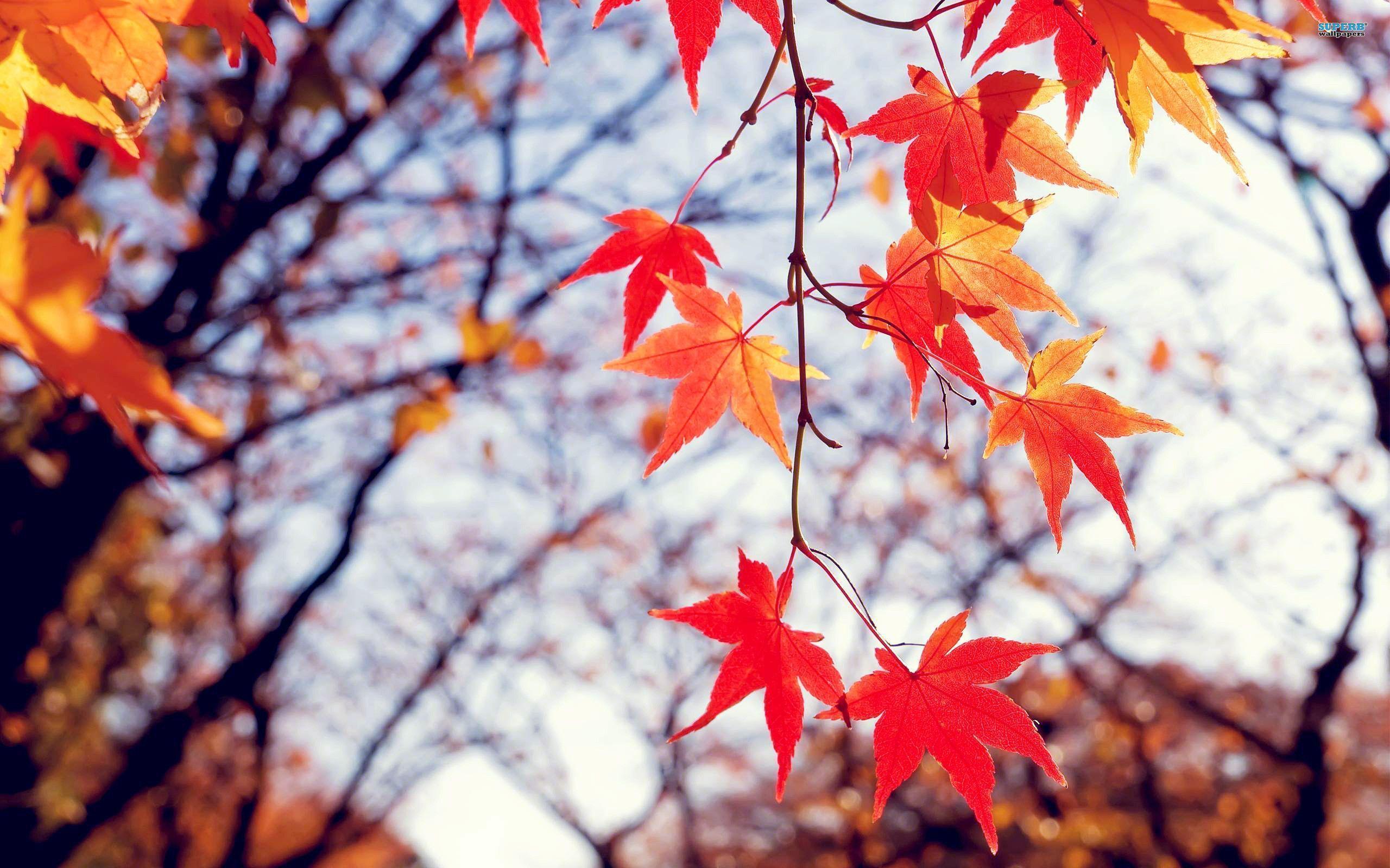 Red autumn leaves wallpaper wallpaper - #