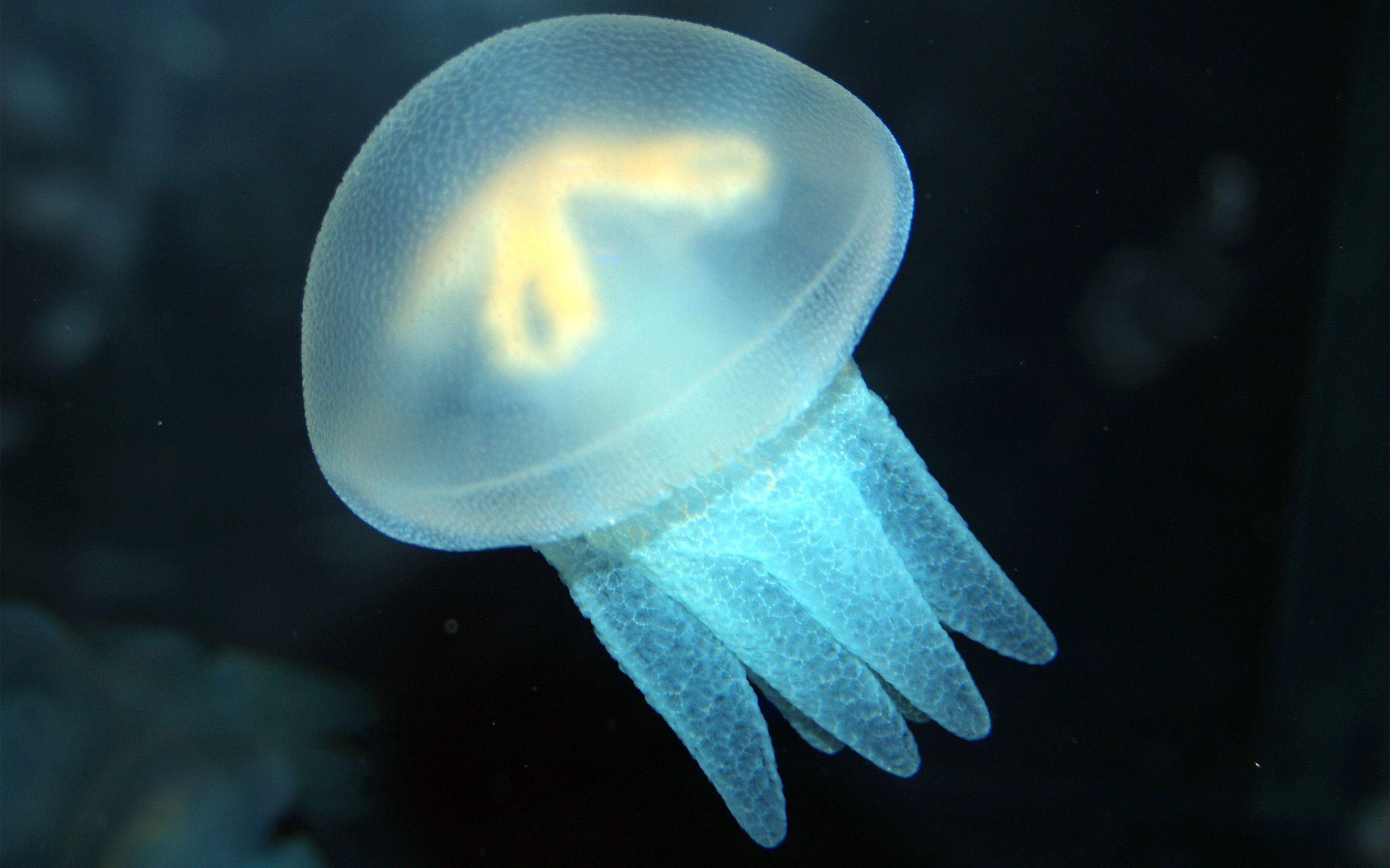 Jellyfish Computer Wallpaper, Desktop Background 2560x1600 Id