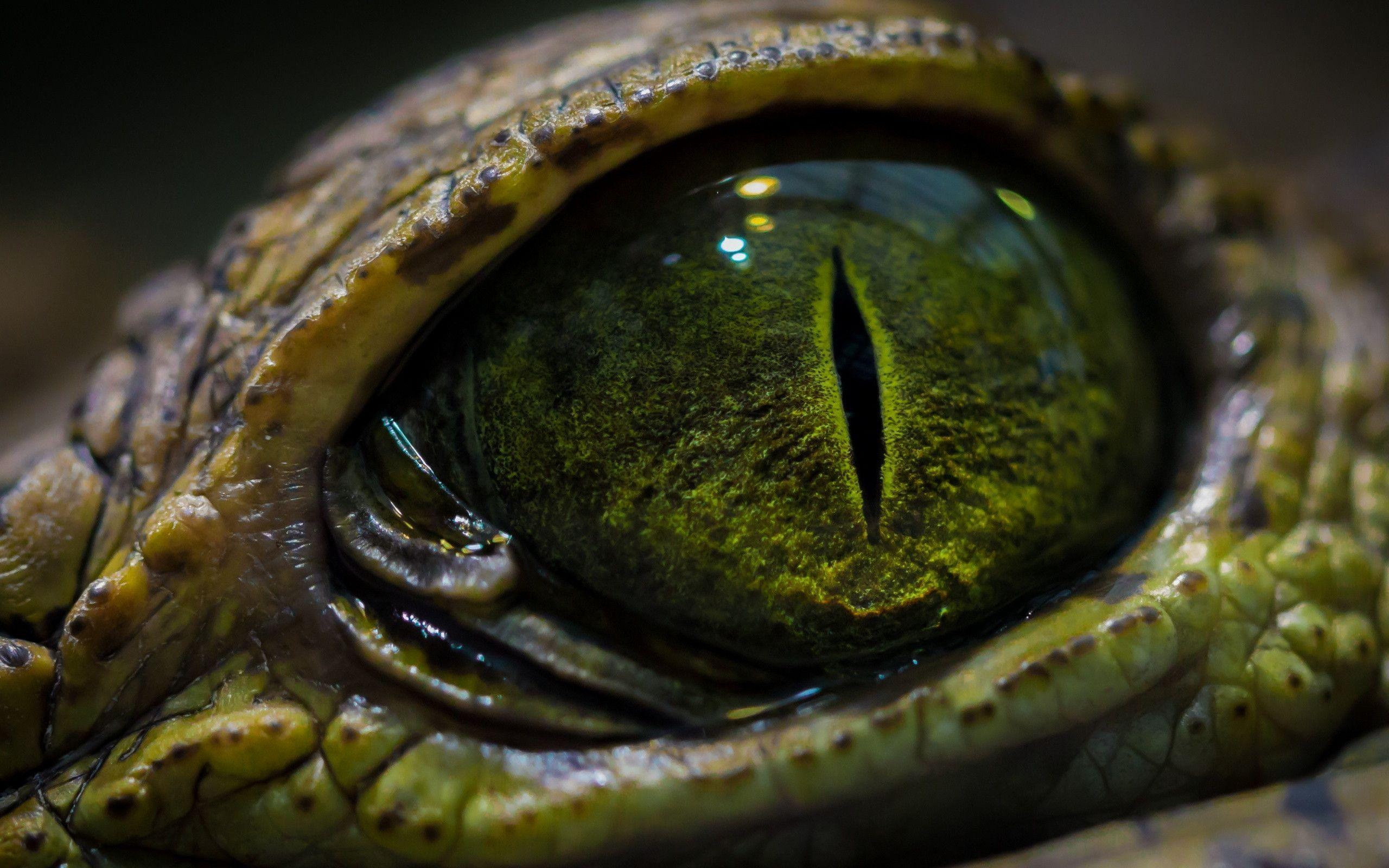 snake-eye-wallpapers-wallpaper-cave