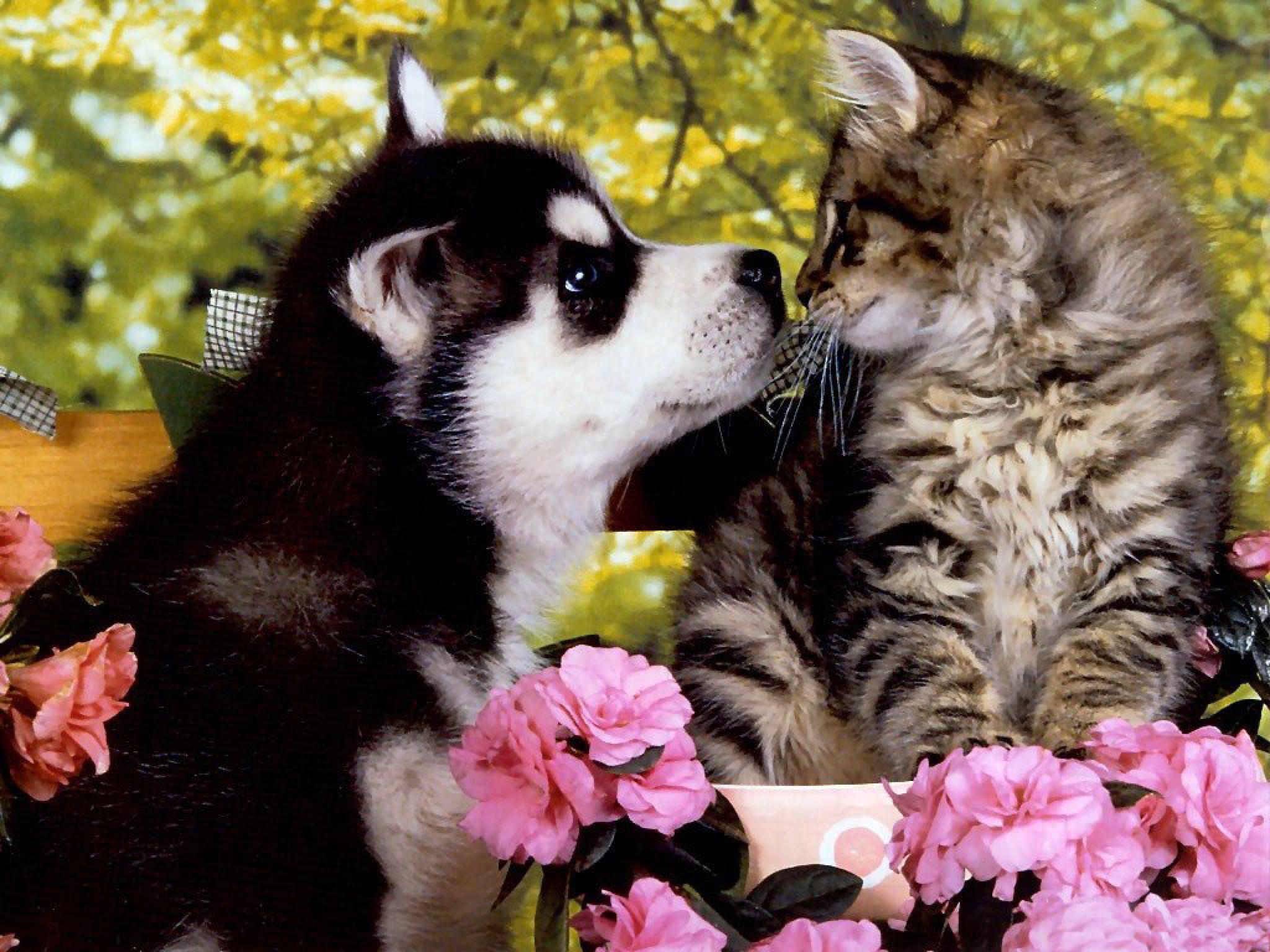 Wallpaper For > Puppy And Kitten Wallpaper Widescreen