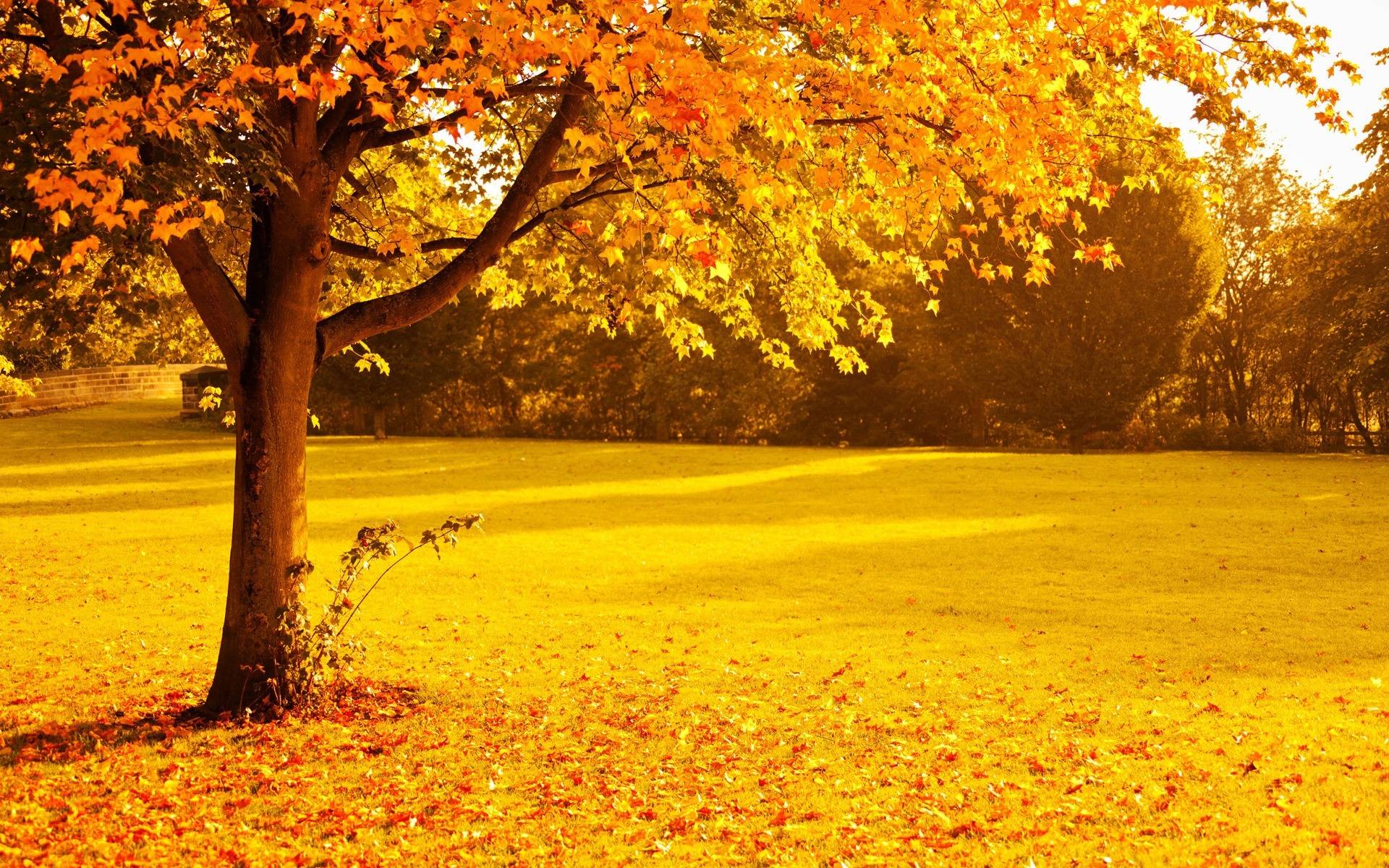 Autumn landscape with orange trees HD Wallpaper