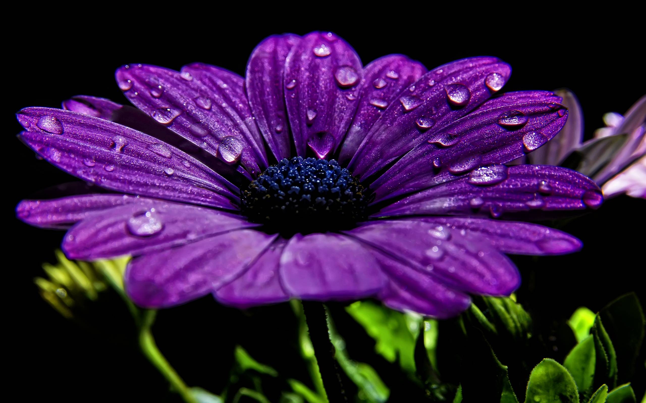 Beautiful Purple Flower With Dew Drops Wallpaper 2014 2015