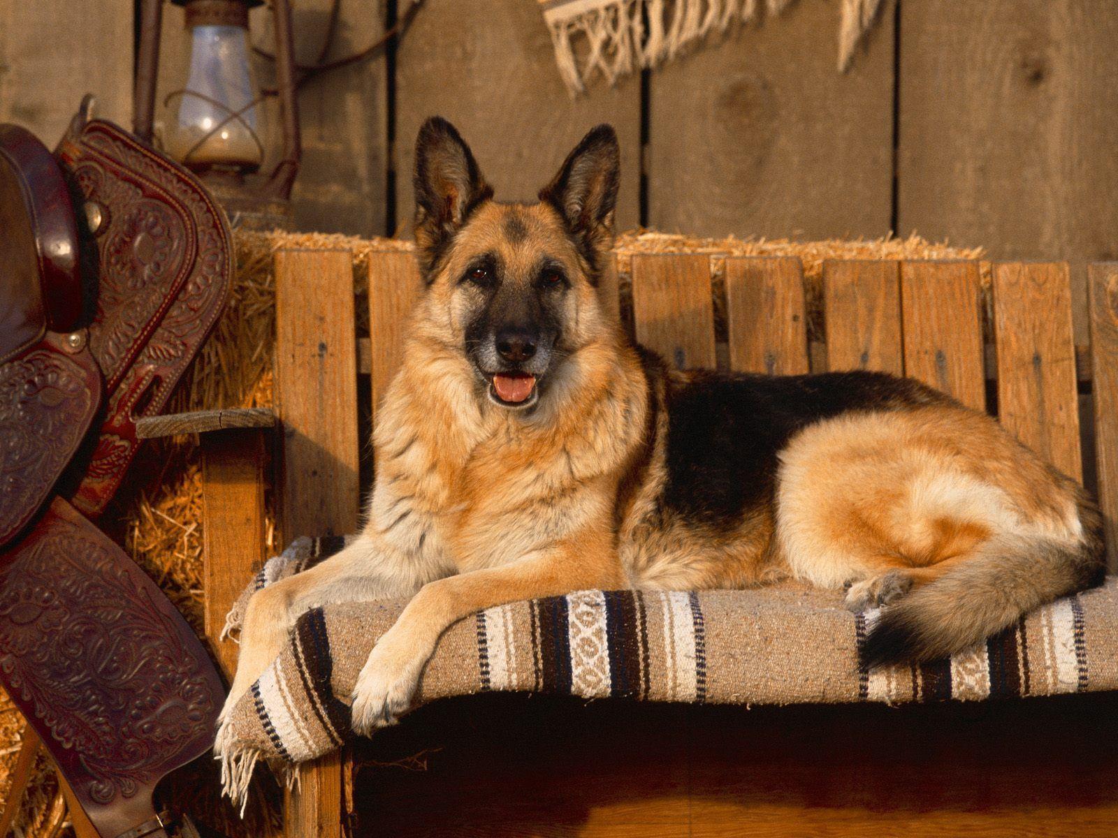 Free German Shepherd Dog Wallpaper. Free Desk Wallpaper