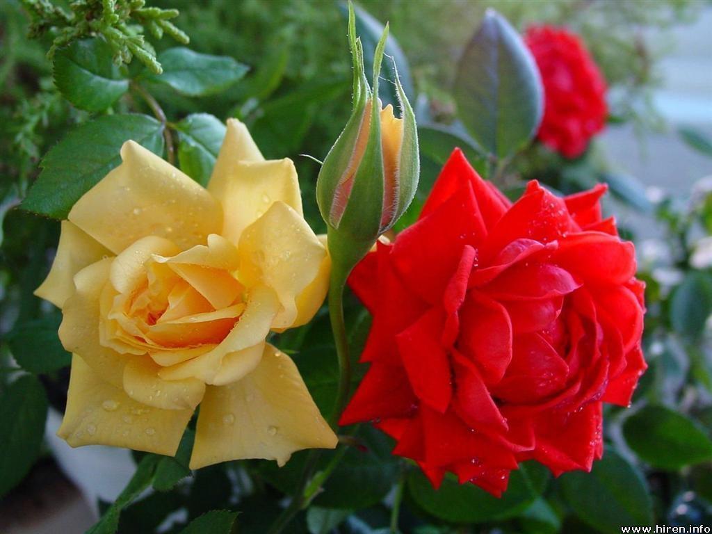 Cute Red And Yellow Roses 356 Widescreen Wallpaper HD