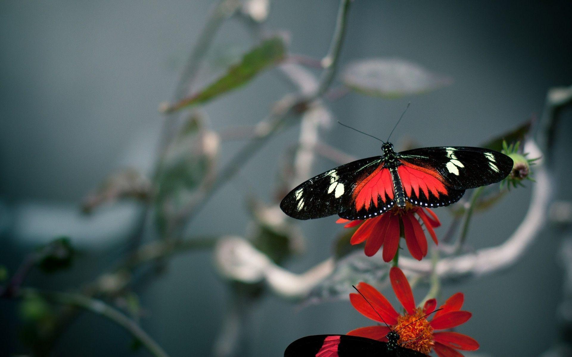 Black and red butterfly Wallpaper #