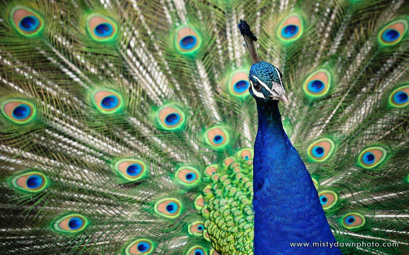 image For > Peacock Image For Desktop