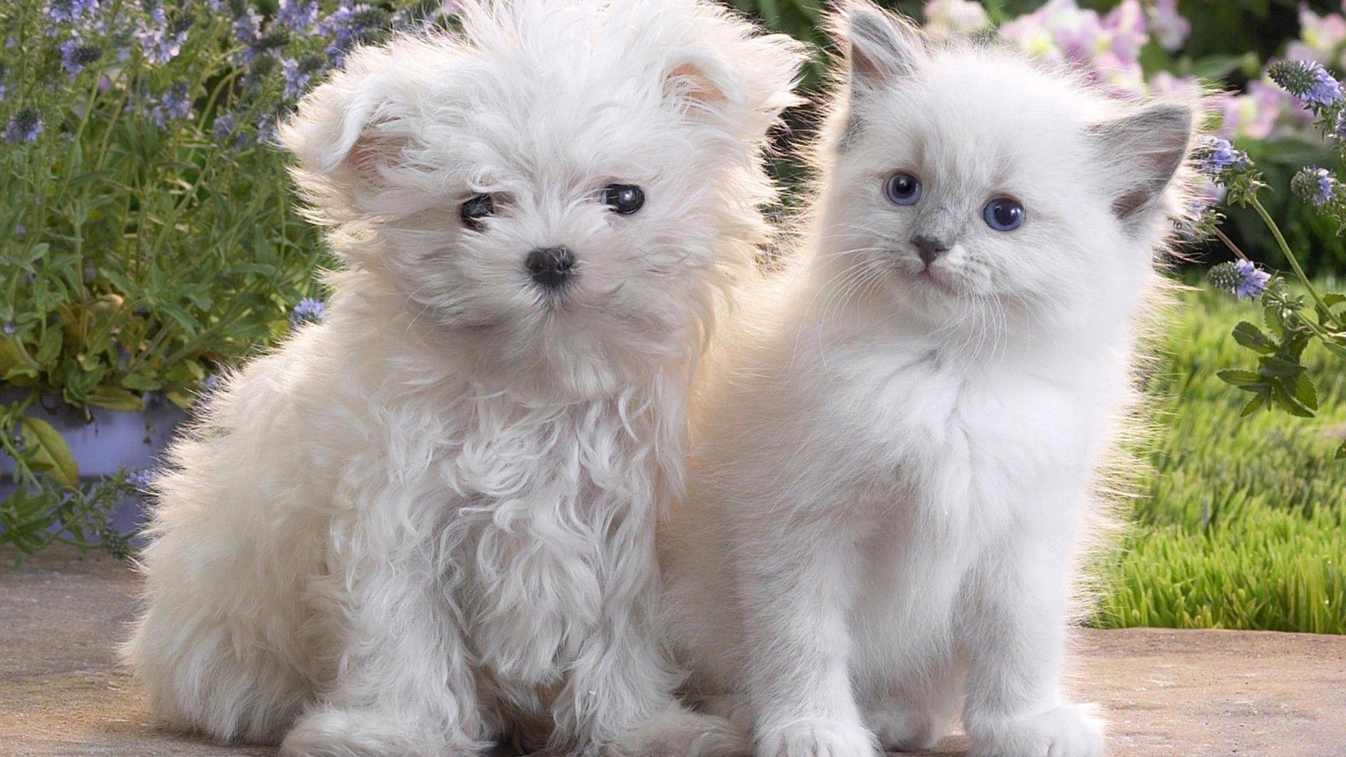 Puppies and Kittens Wallpaper for Laptop High Quality Download