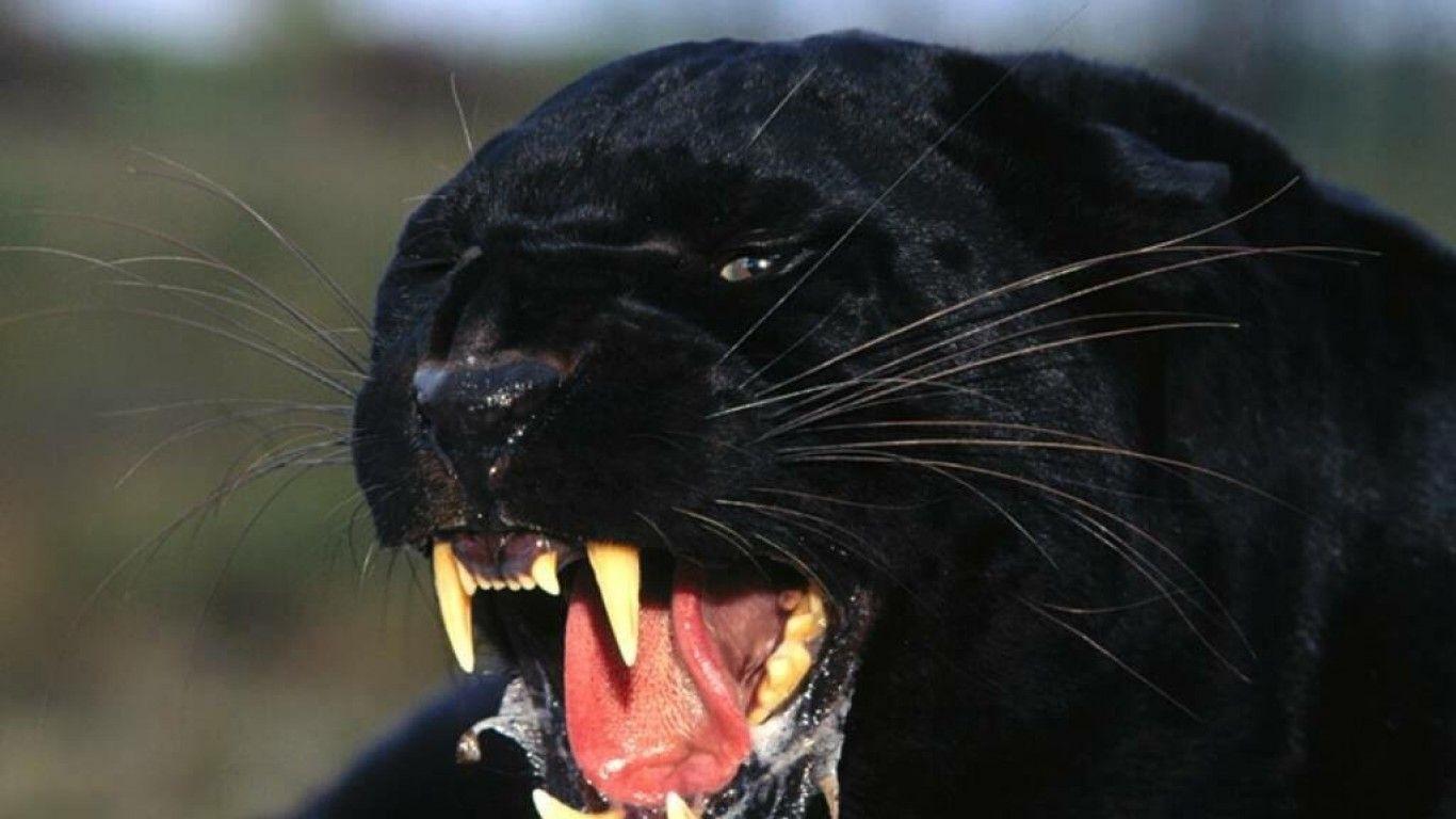 Angry Black Panther Wallpaper