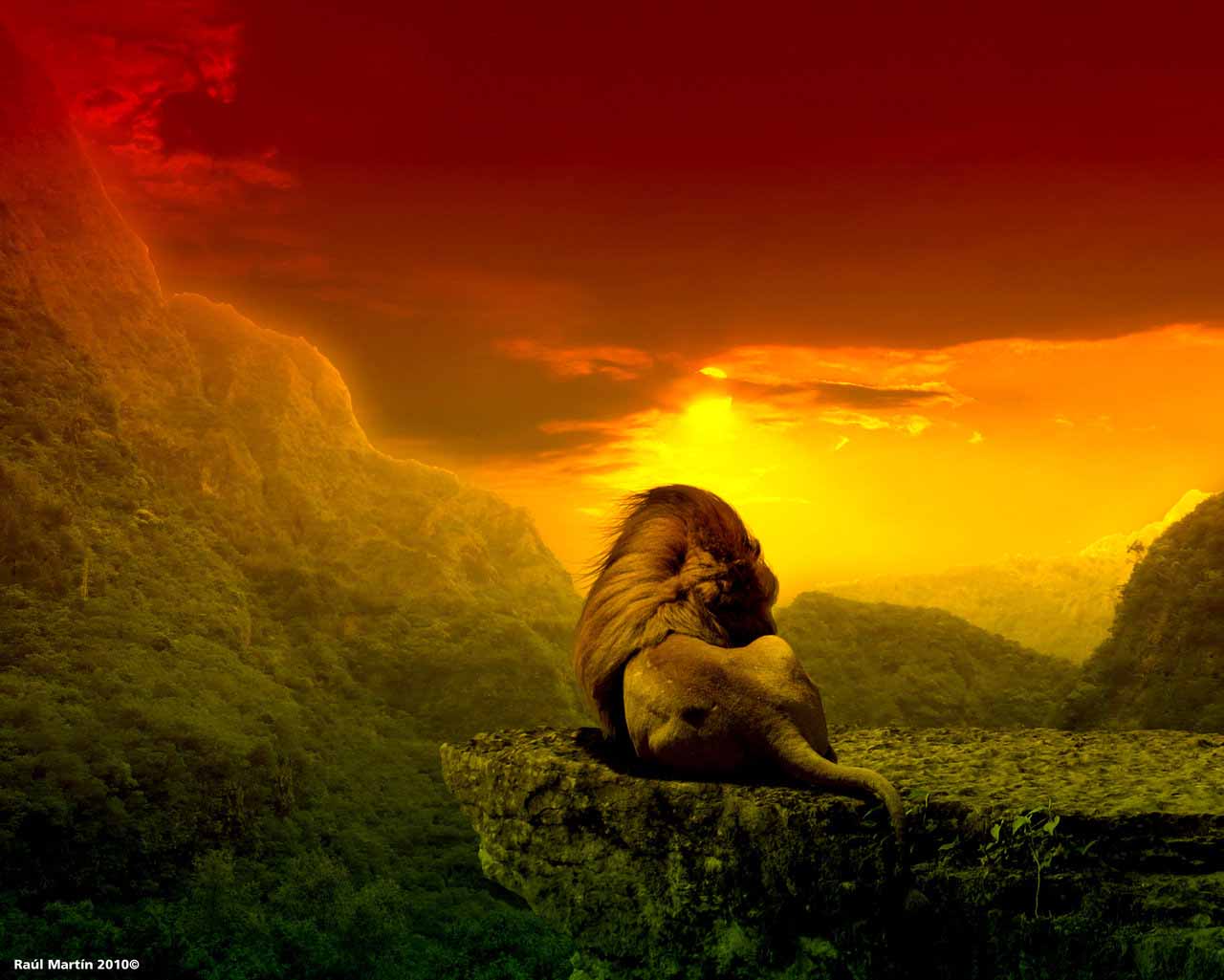image For > Rasta Colors Lion