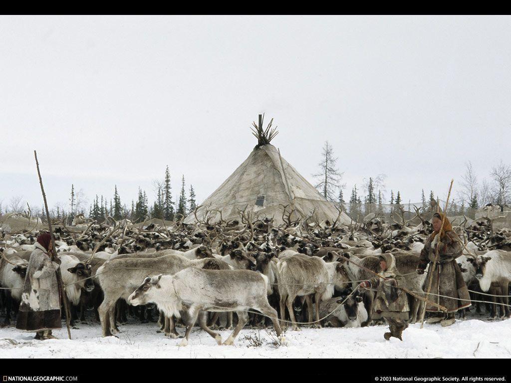 Siberia, Russia, Reindeer Herd, Photo of the Day, Picture
