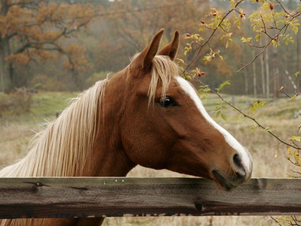 image For > Cute Horse Picture With Captions