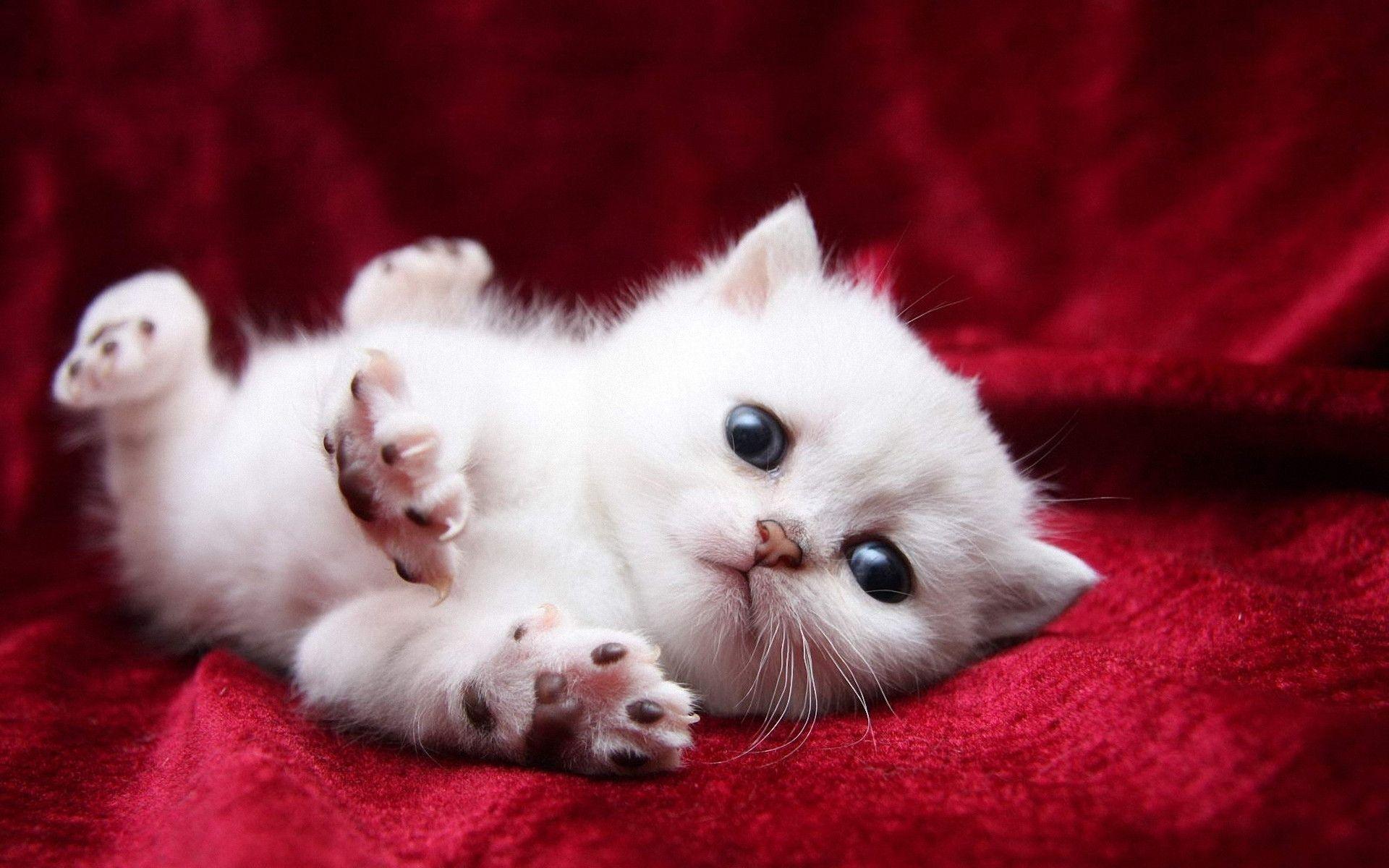 White Cute Kitten Desktop Wallpaper