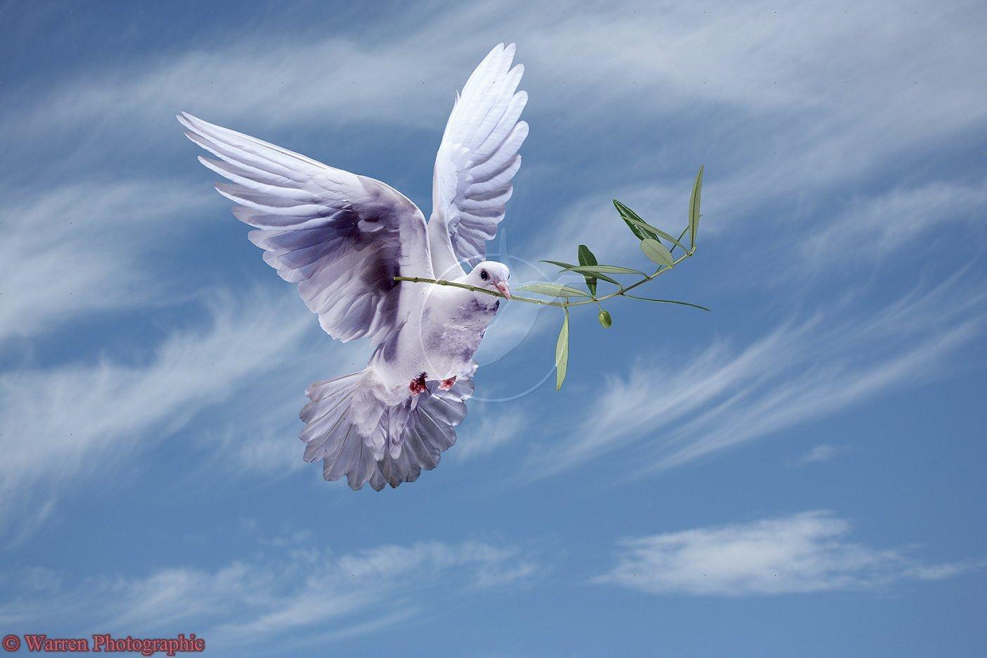 Peace White Dove HD Wallpaper & Background peace