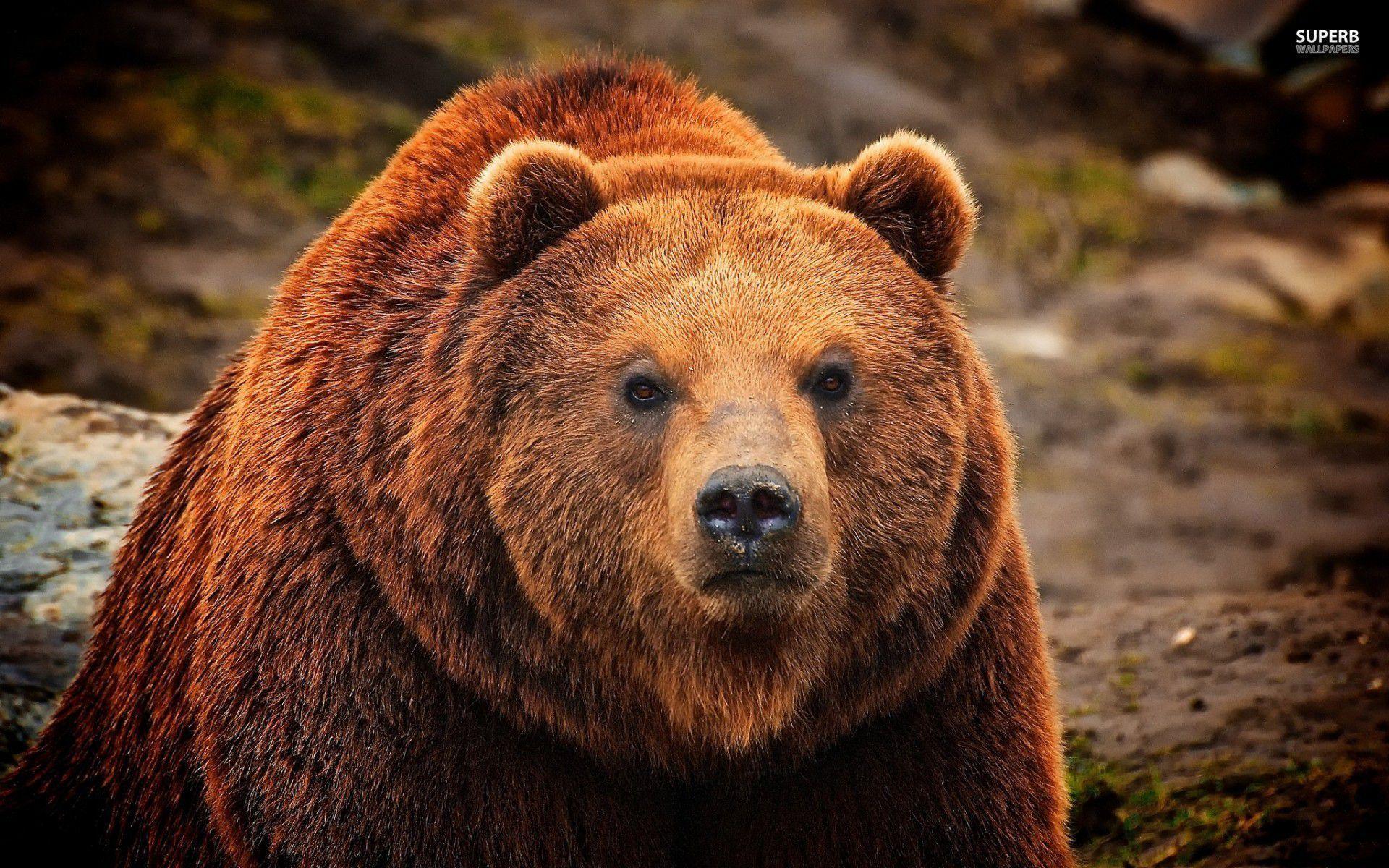 Grizzly Bear Computer Background. Animal HD Wallpaper
