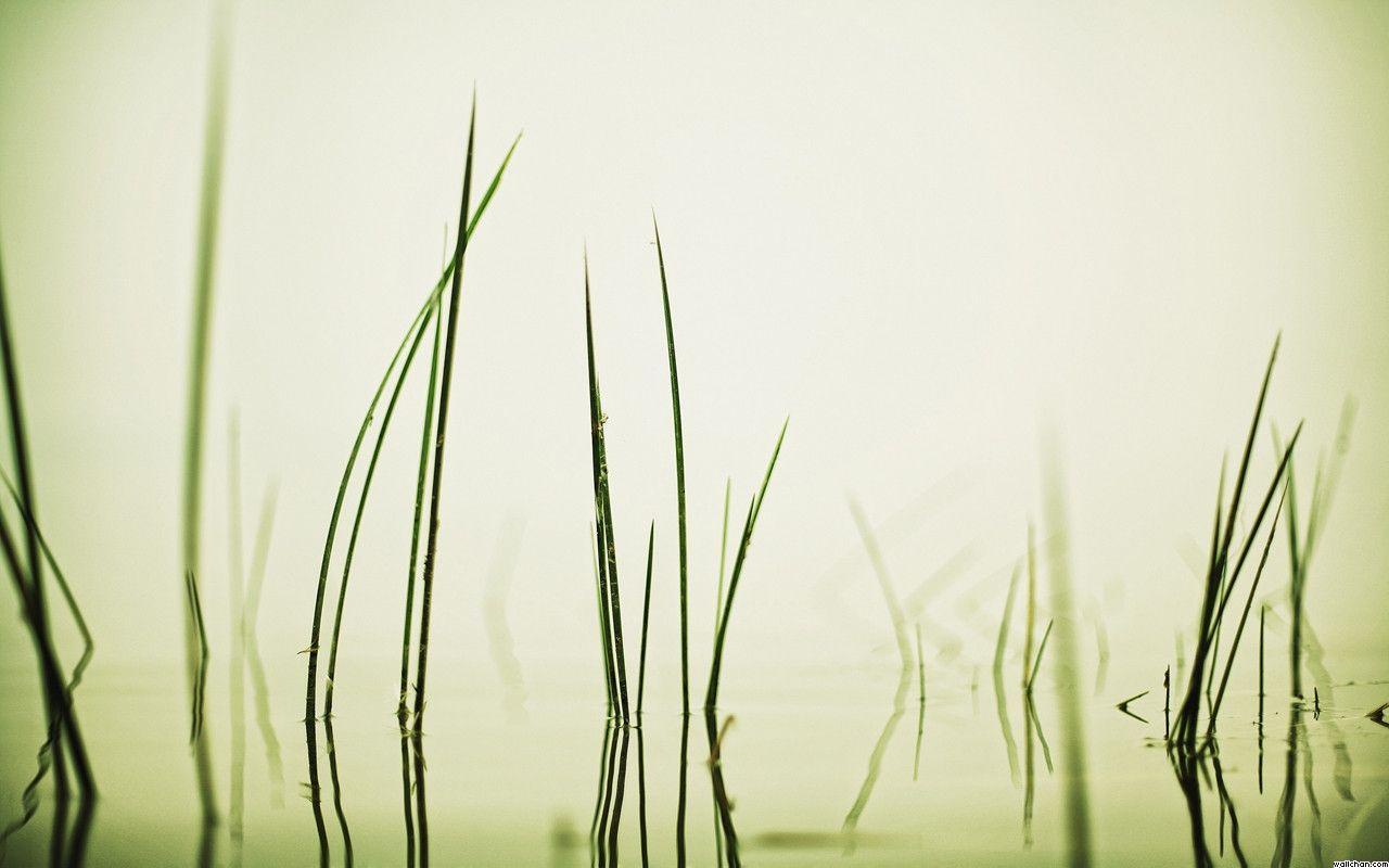 Nature Reed Reeds Water Swamp Wallpaper, Australia HD Wallpaper