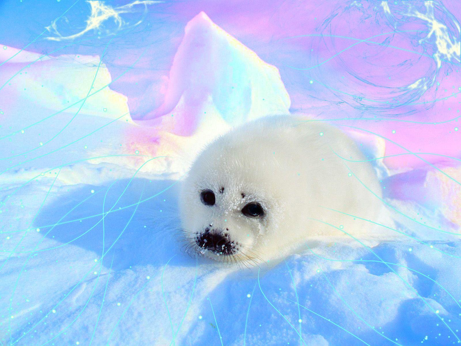 Baby Seal Wallpaper Image & Picture