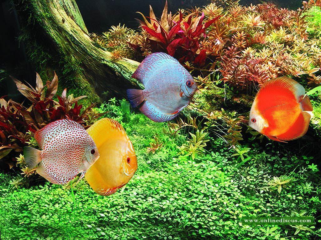 Download Amazing And Cute Discus Fish Gallery HD Wallpa Fish