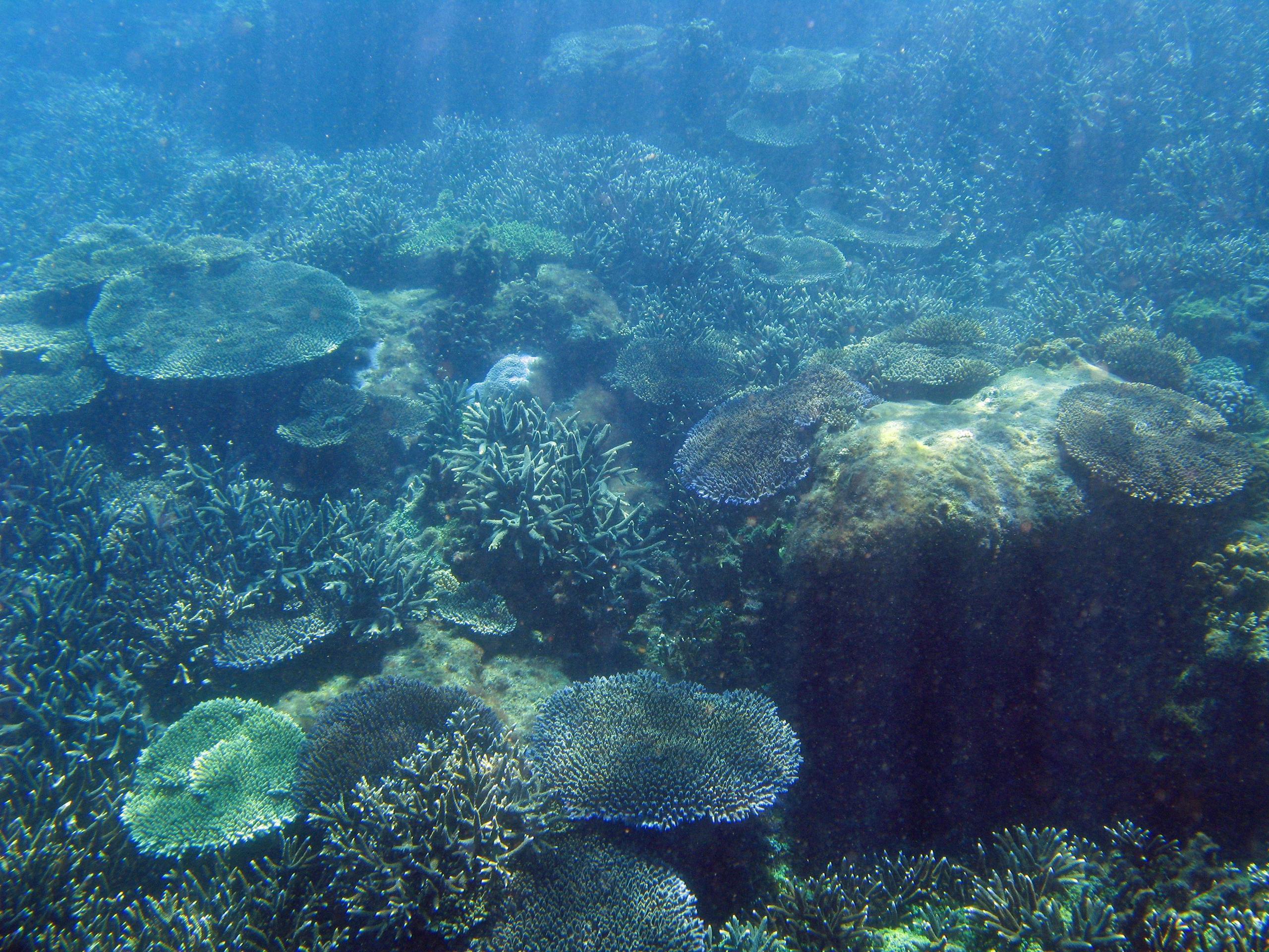 Ocean Floor Coral