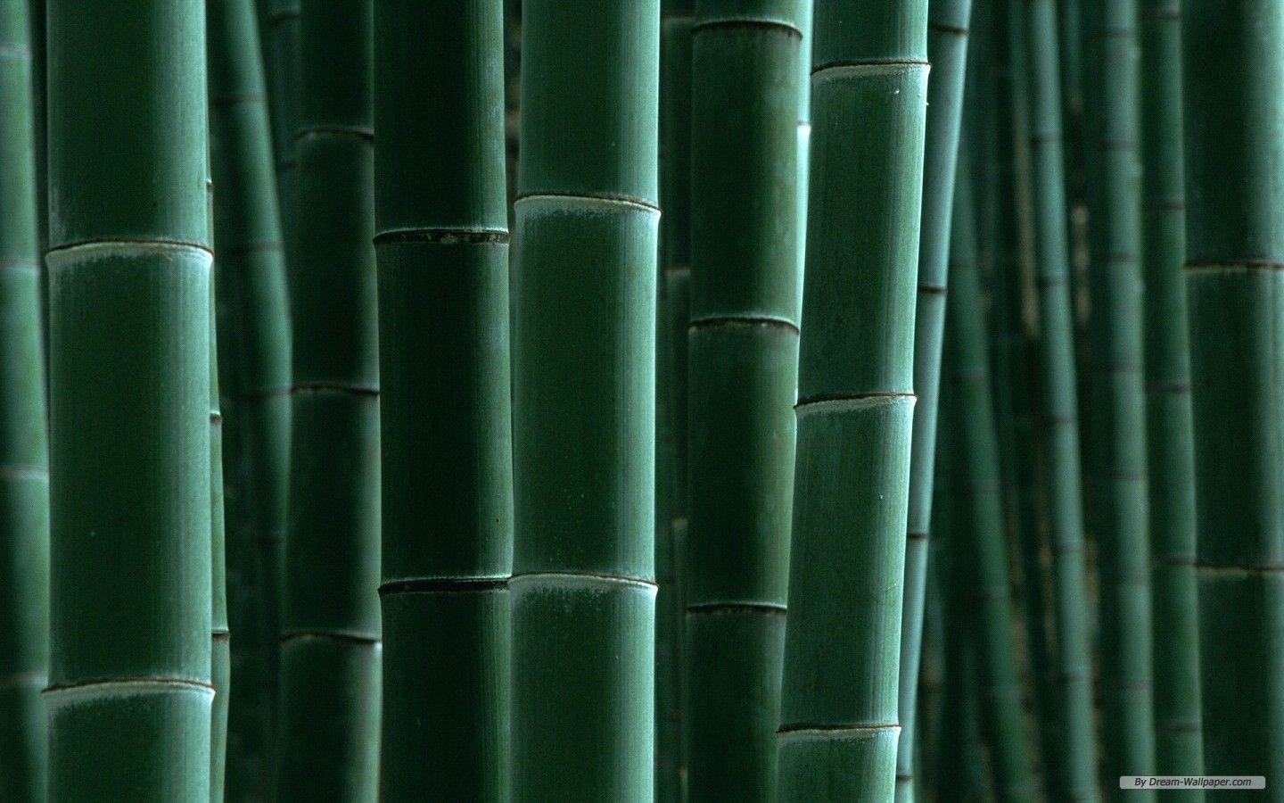 Bamboo Wallpaper Natural Wallpaper. ForestHDWallpaper