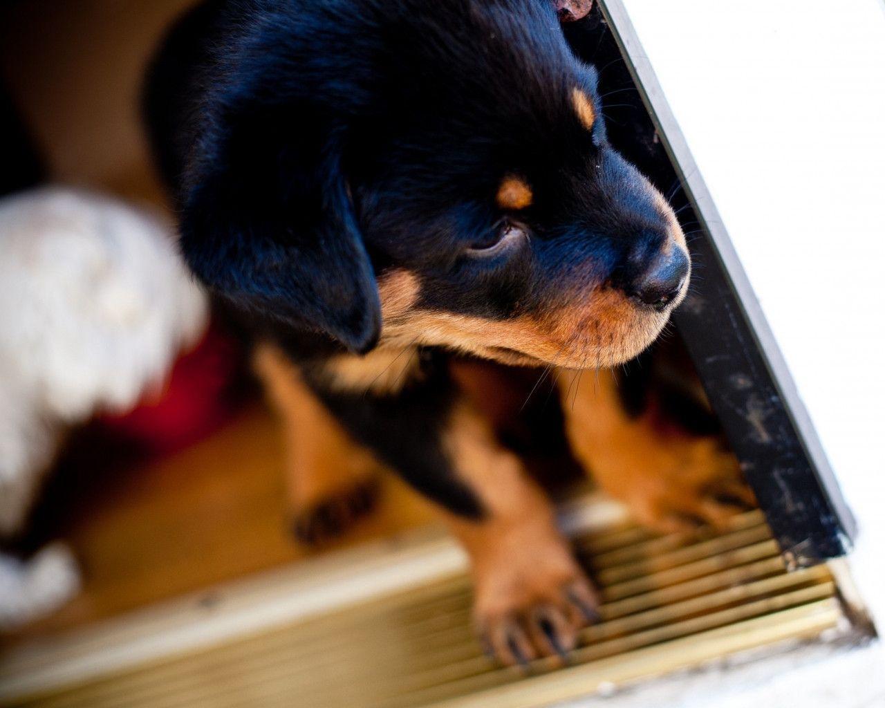 Rottweiler Puppy Wallpaper Free. All Puppies Picture and Wallpaper