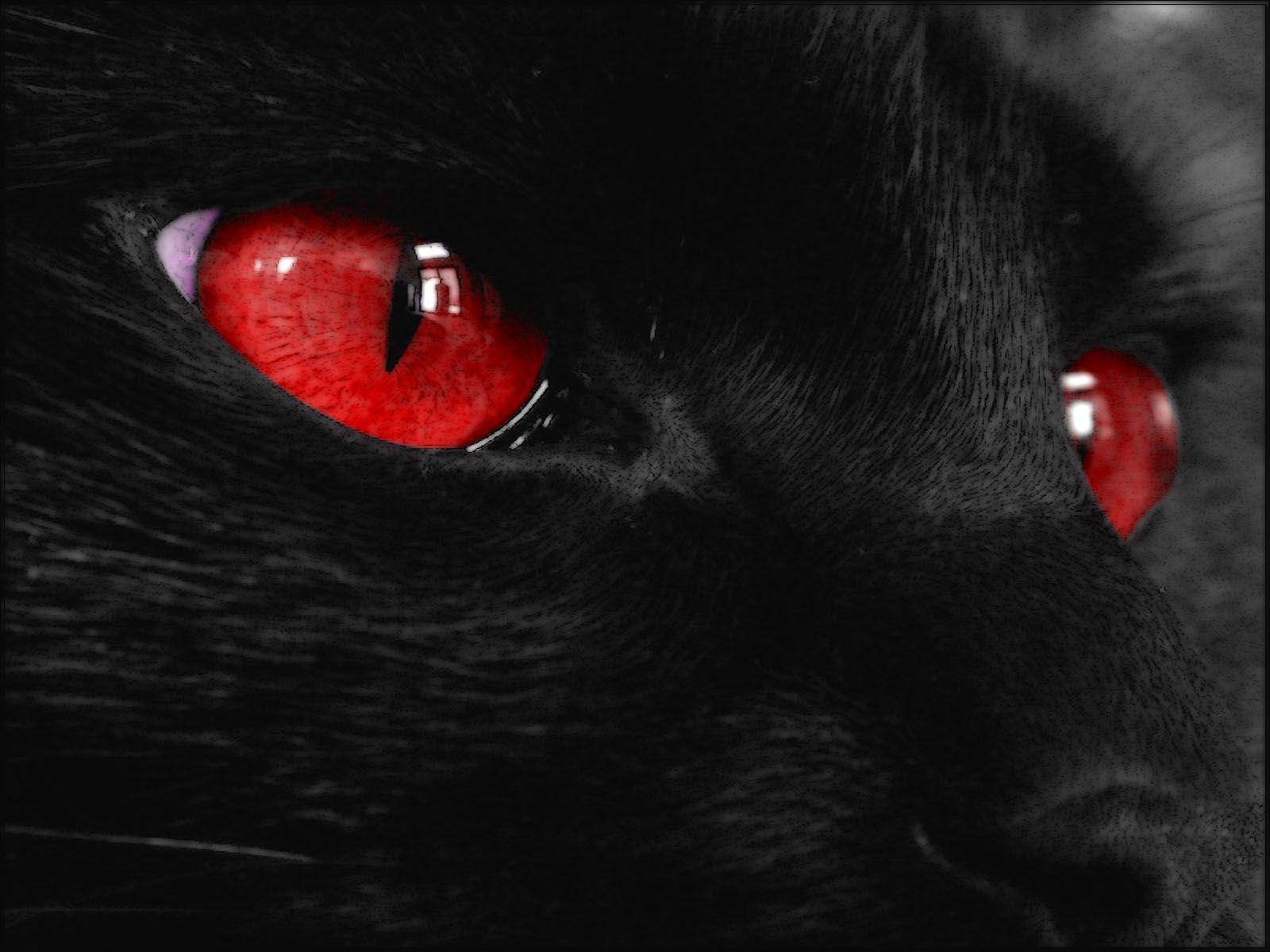 Black wallpaper with red eyes of a cat HD Wallpaper
