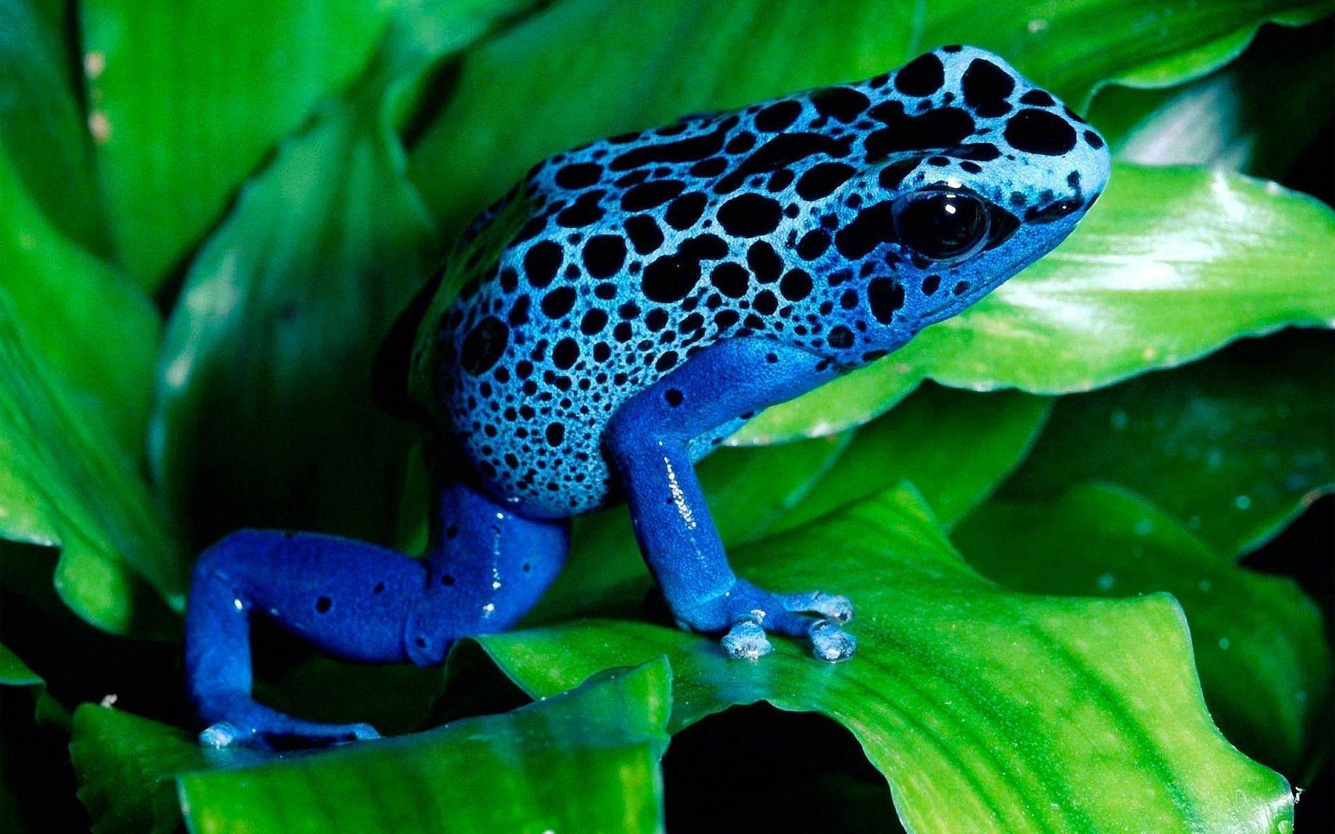 Blue Frog Desktop Background